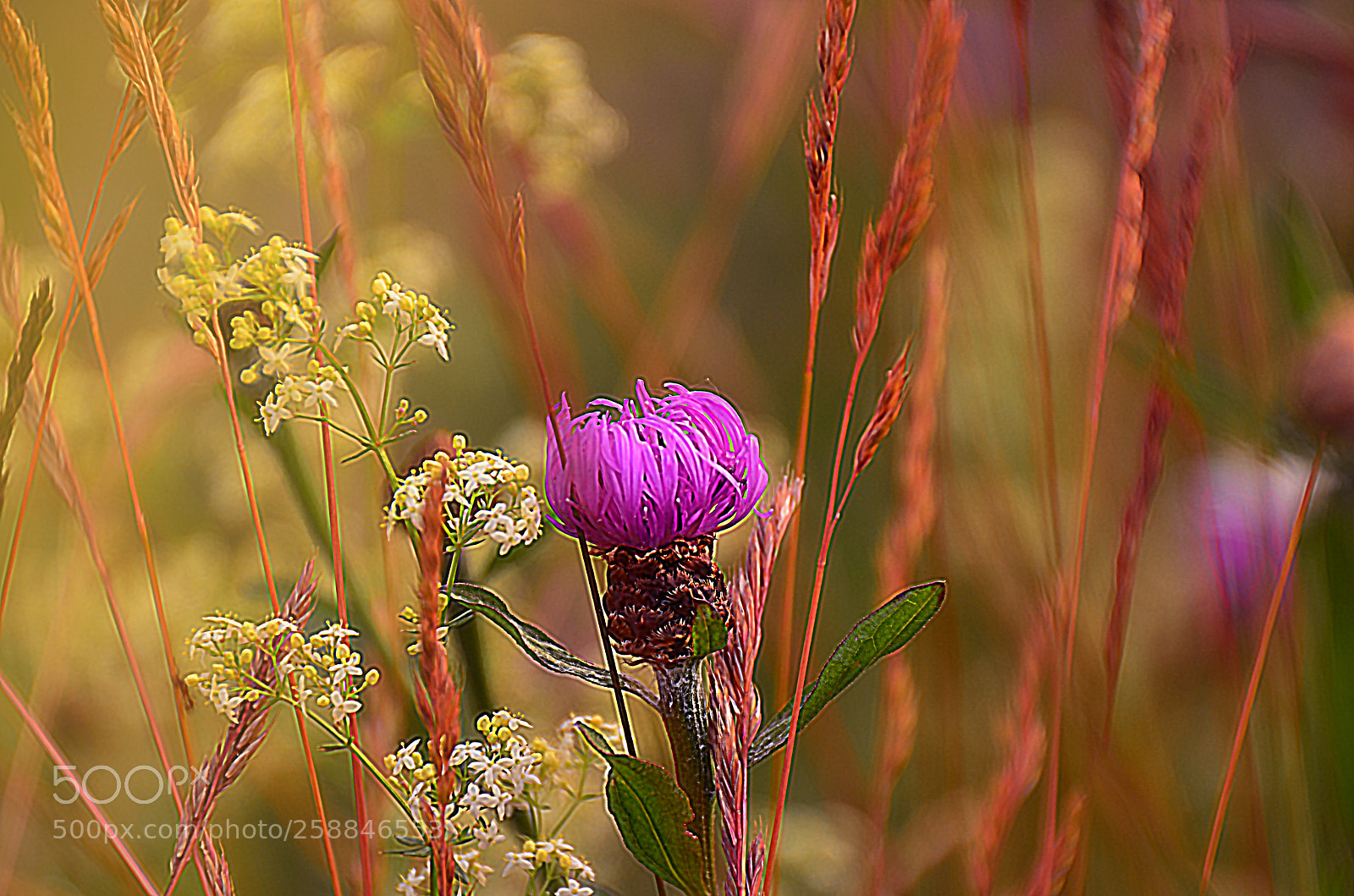 Nikon D7000 sample photo. Thistle photography