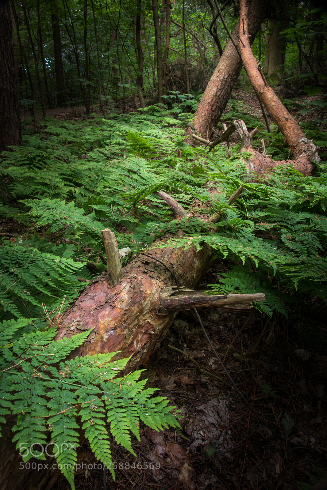 Canon EOS 80D sample photo. Ferns in the forest photography