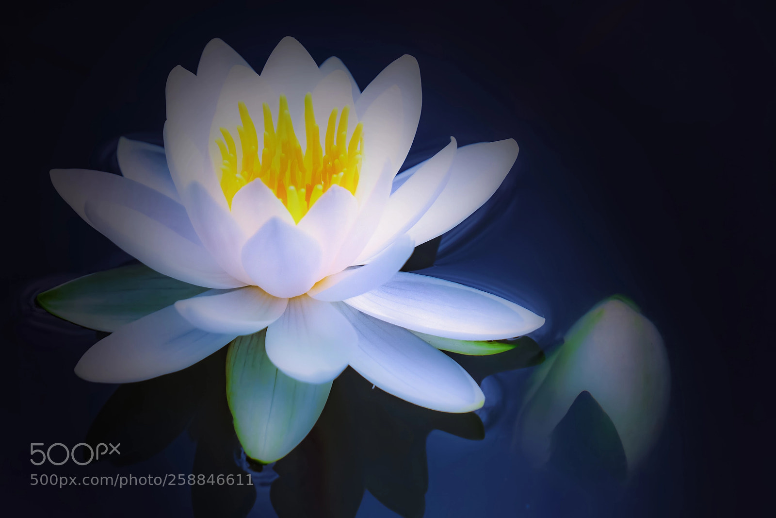 Sony a6300 sample photo. Brothers water lily photography