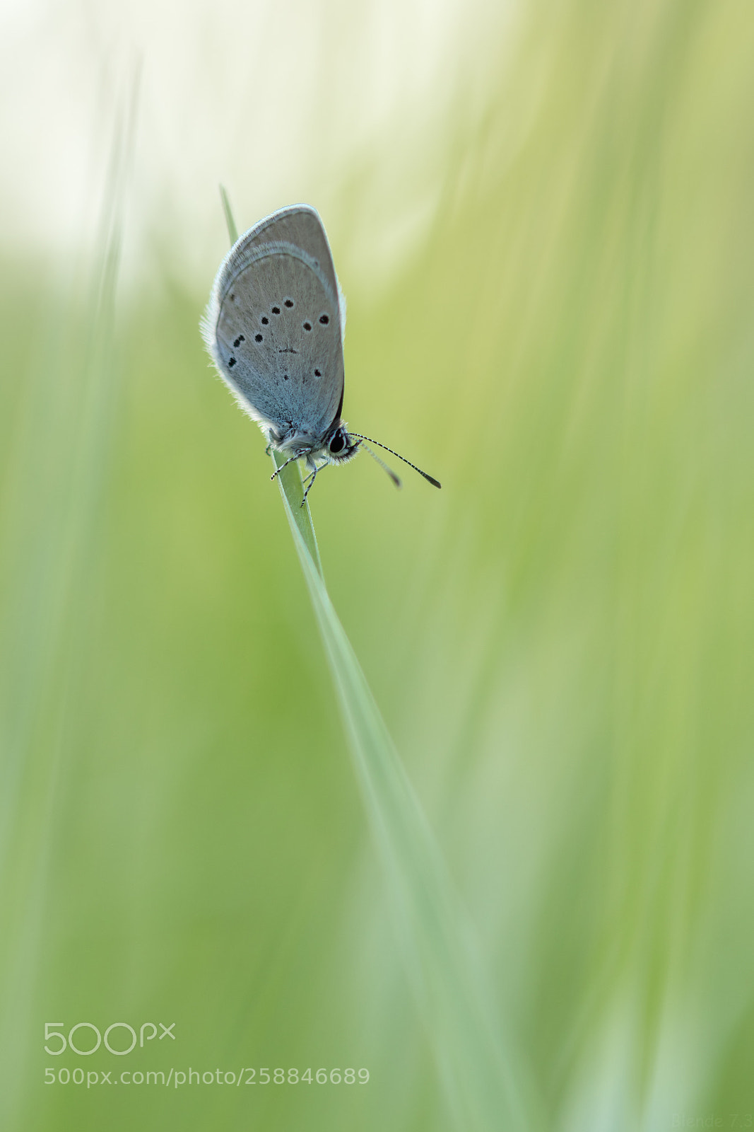Canon EOS 80D sample photo. Little butterfly photography