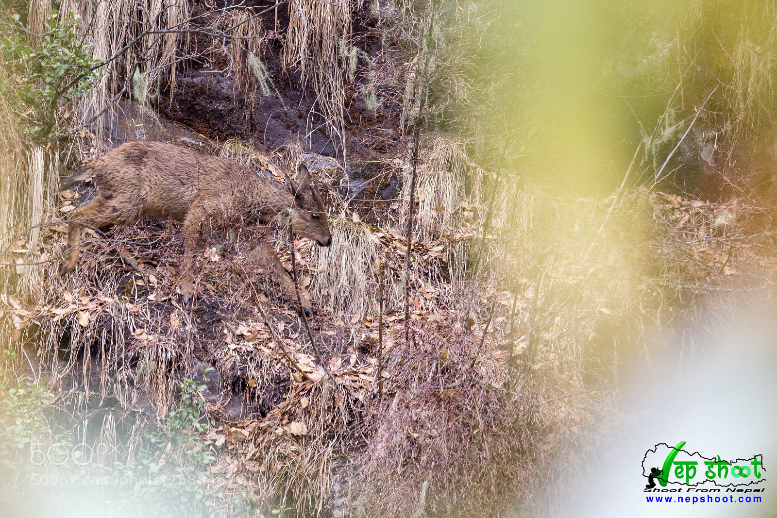 Canon EOS 700D (EOS Rebel T5i / EOS Kiss X7i) sample photo. Himalayan goral photography