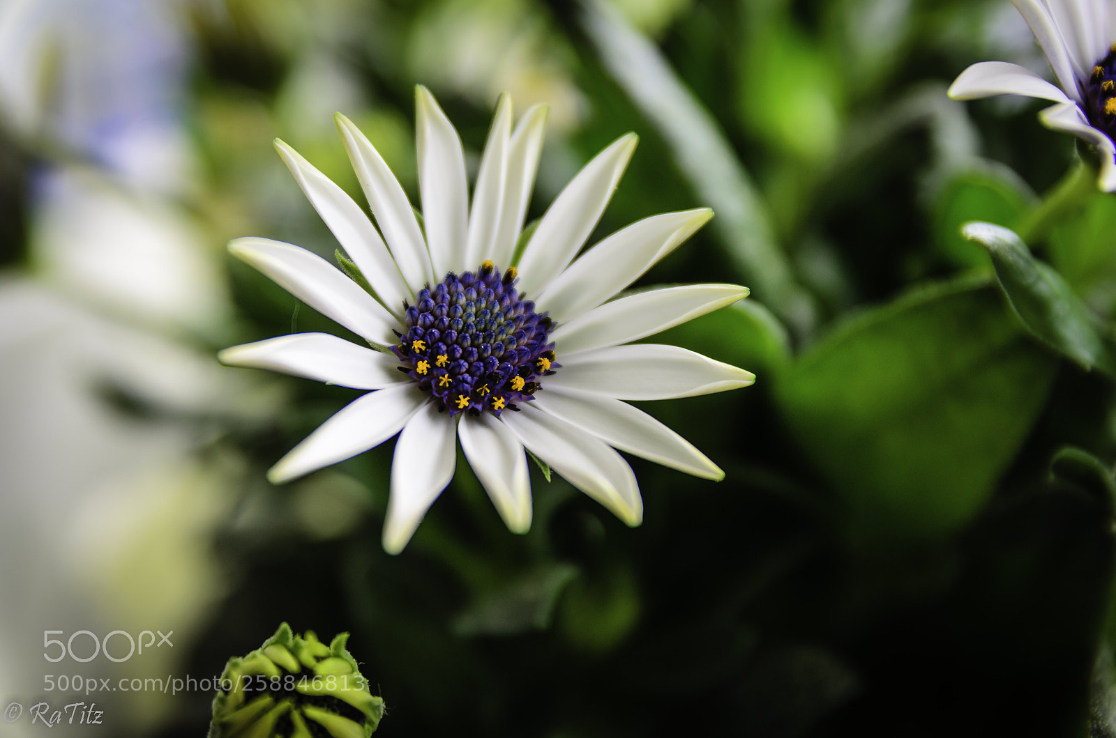 Nikon D7000 sample photo. Lovley flower.... photography