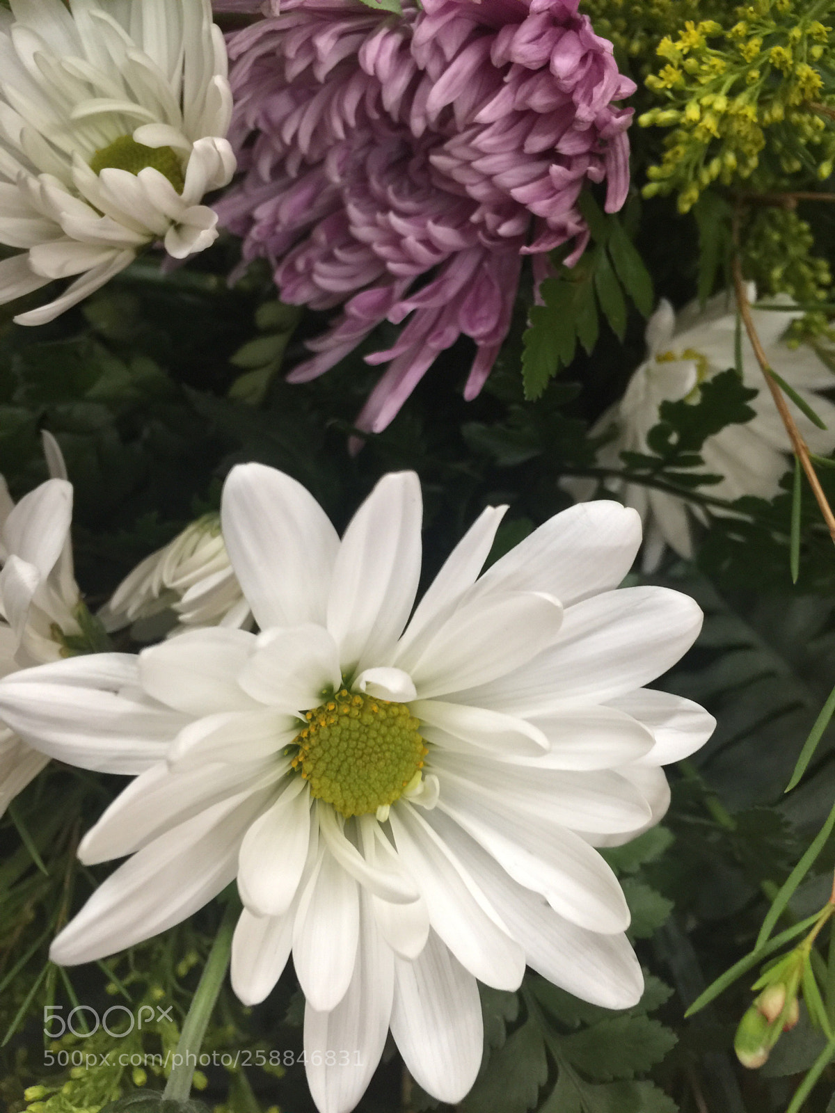 Apple iPhone 6 Plus sample photo. Today’s flower ?  photography