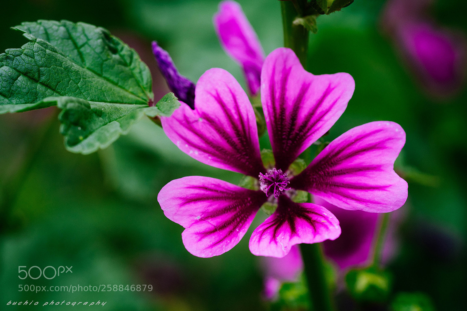 Olympus OM-D E-M1 Mark II sample photo. Mallow photography