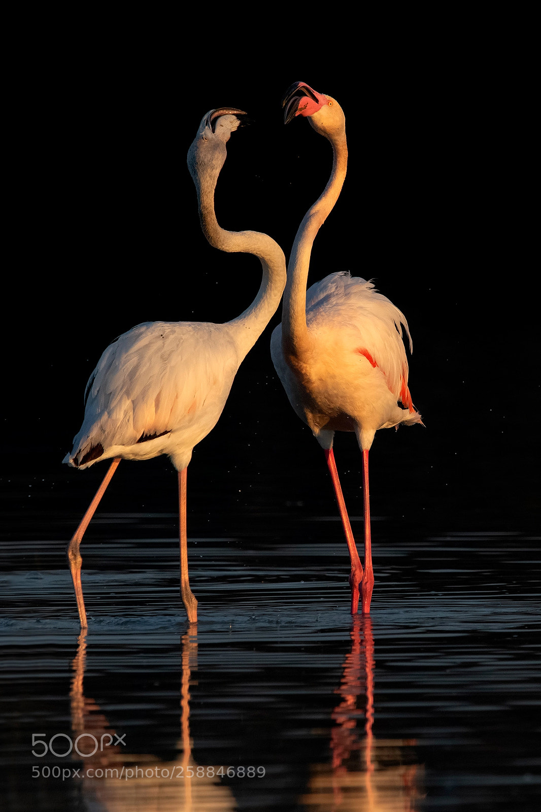 Nikon D850 sample photo. Flamingos photography