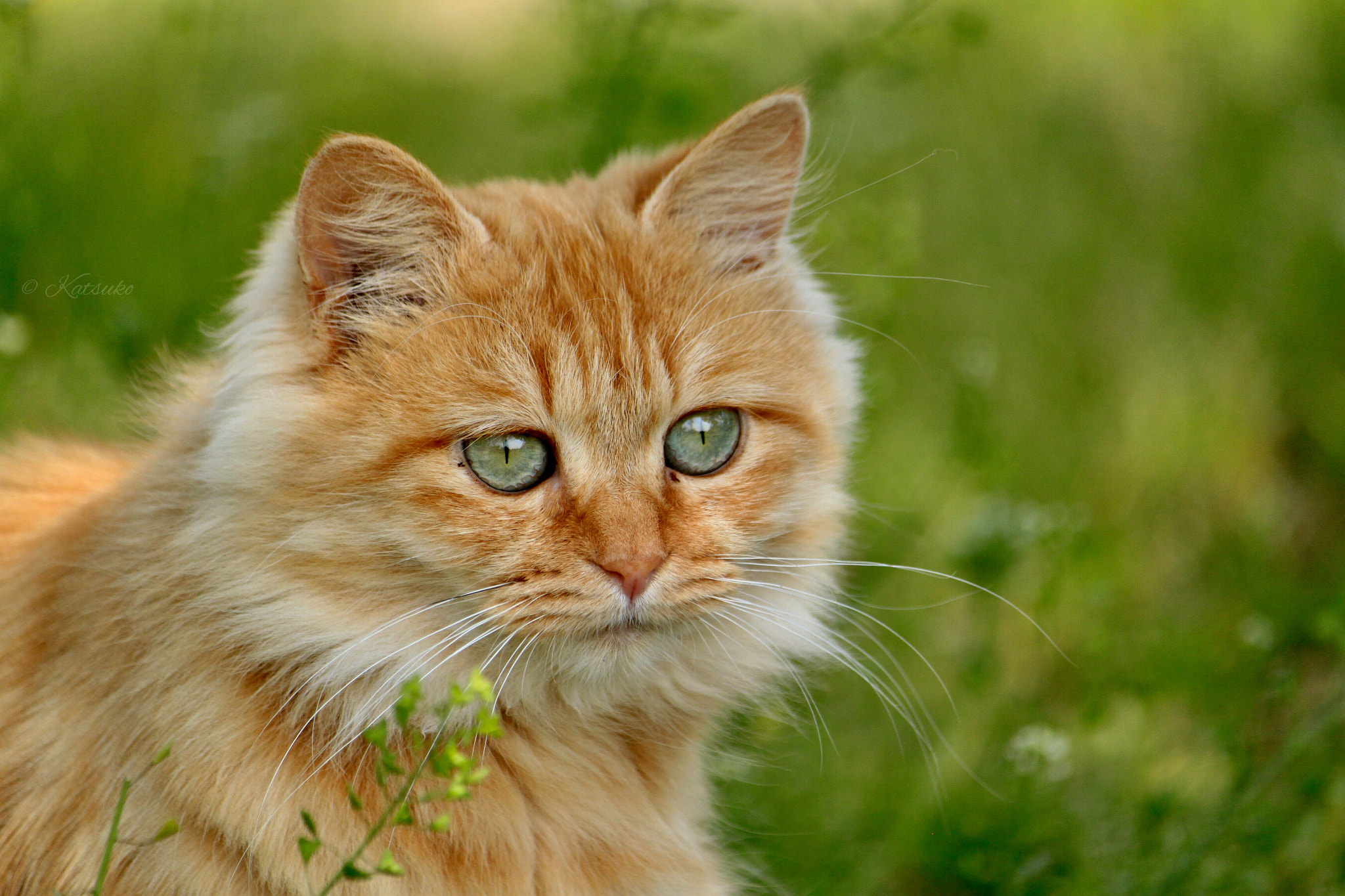 Canon EOS 500D (EOS Rebel T1i / EOS Kiss X3) sample photo. Red tabby cat  photography