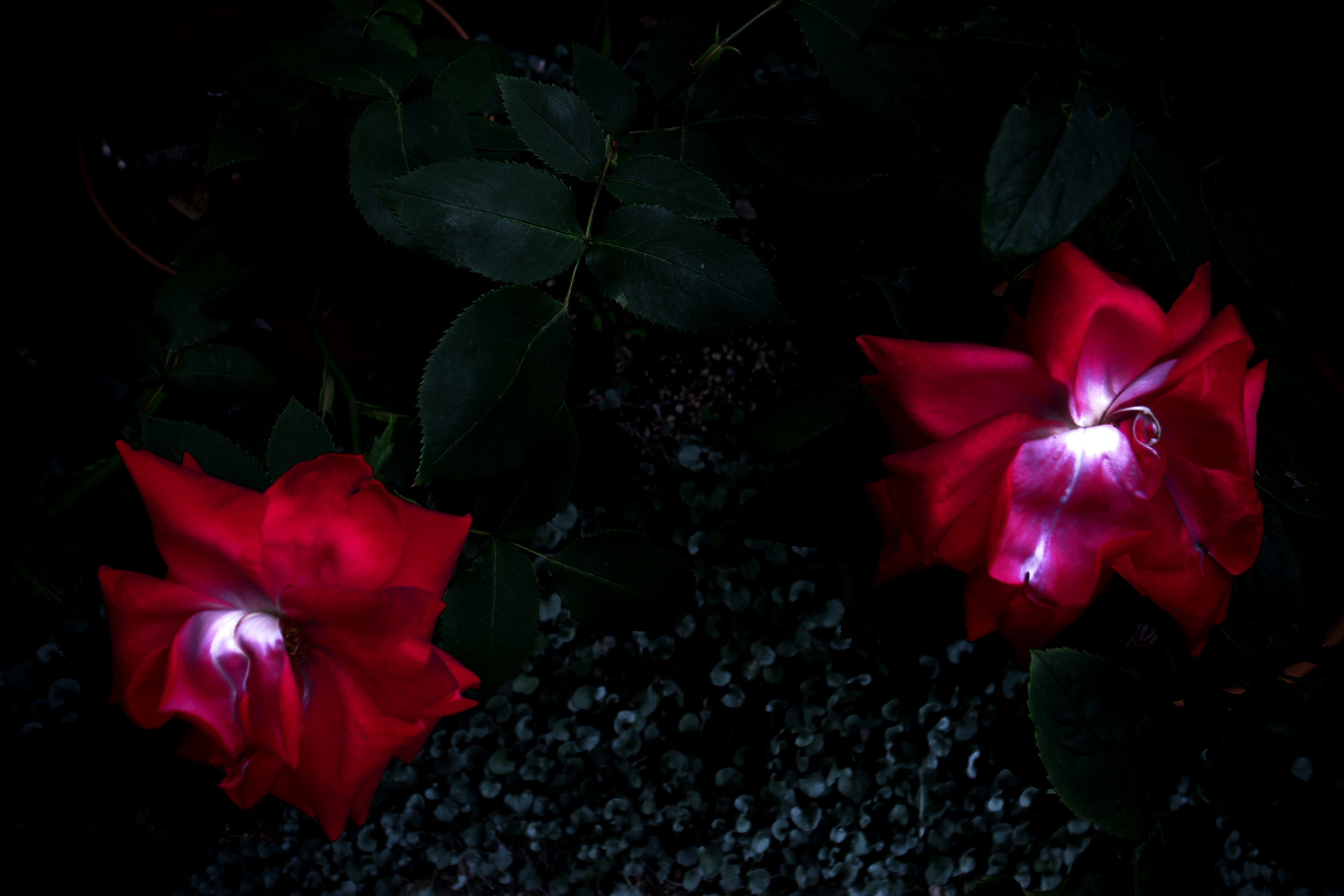Ricoh GR DIGITAL 4 sample photo. Clrslk photography