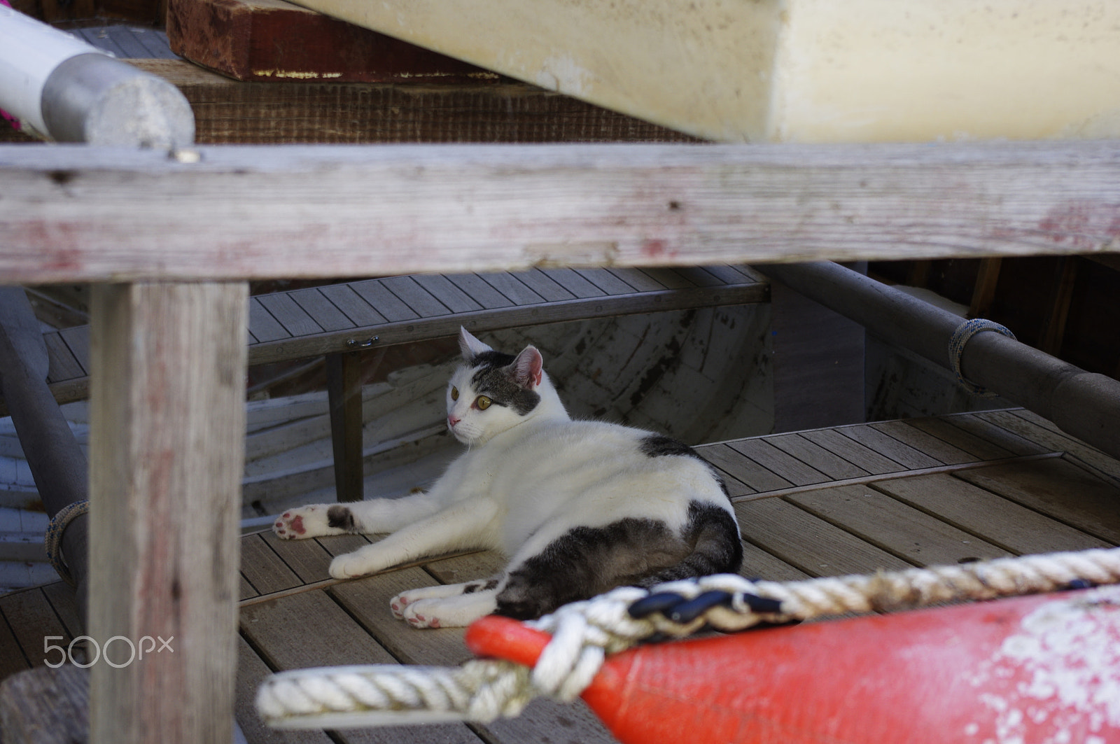 smc PENTAX-DA L 18-55mm F3.5-5.6 sample photo. Chat dans les cinque terre photography