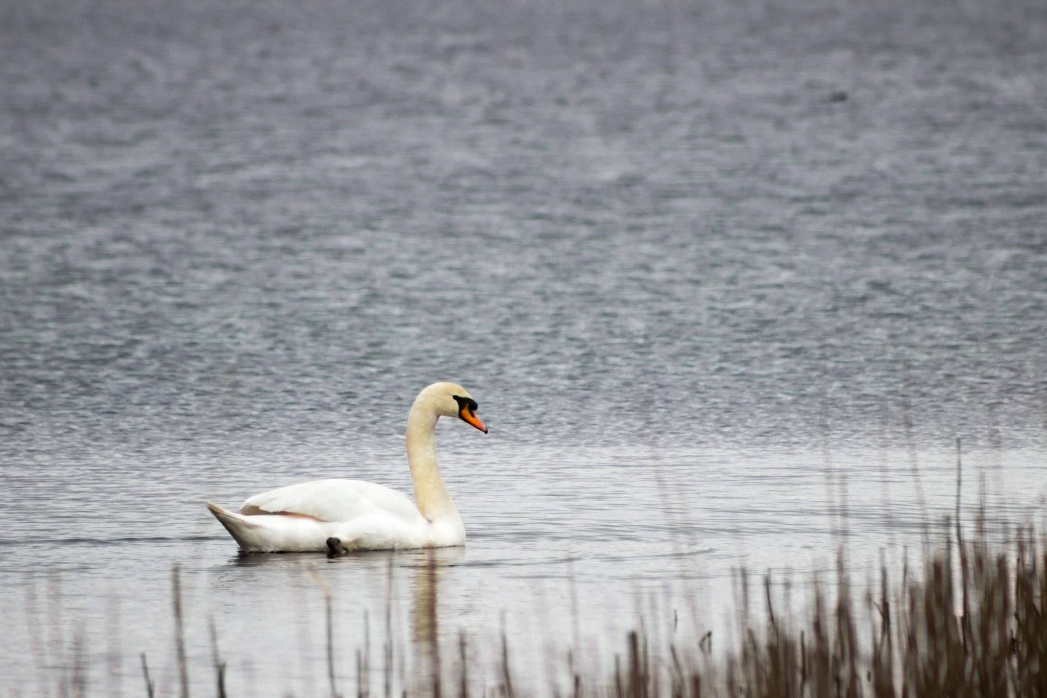 Canon EOS 600D (Rebel EOS T3i / EOS Kiss X5) sample photo. Mute swan, tindale tarn photography