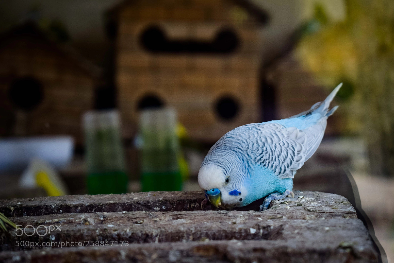 Nikon D3300 sample photo. Blue lovebird is eating... photography