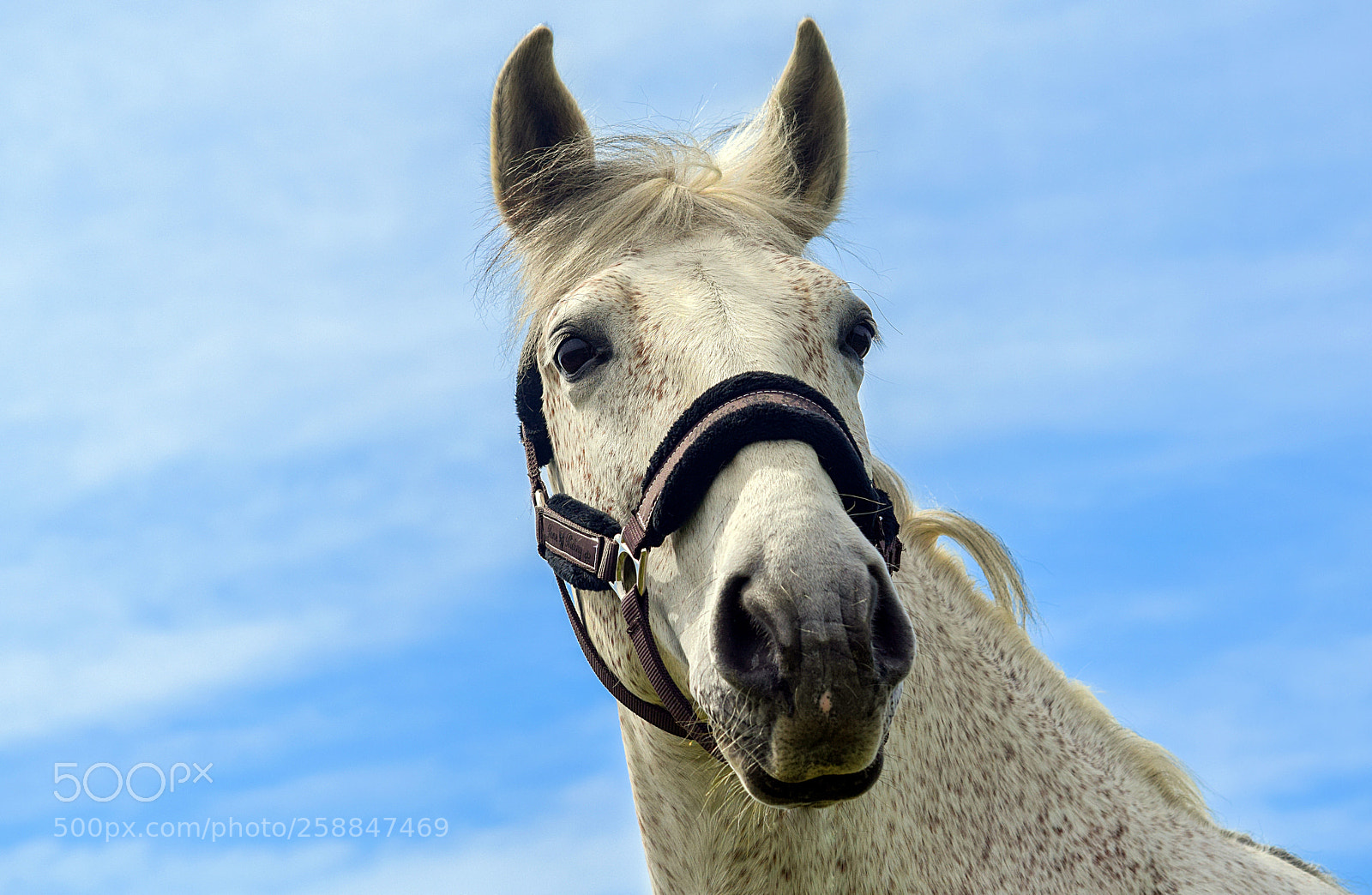 Nikon D3300 sample photo. Spanisches pferd photography