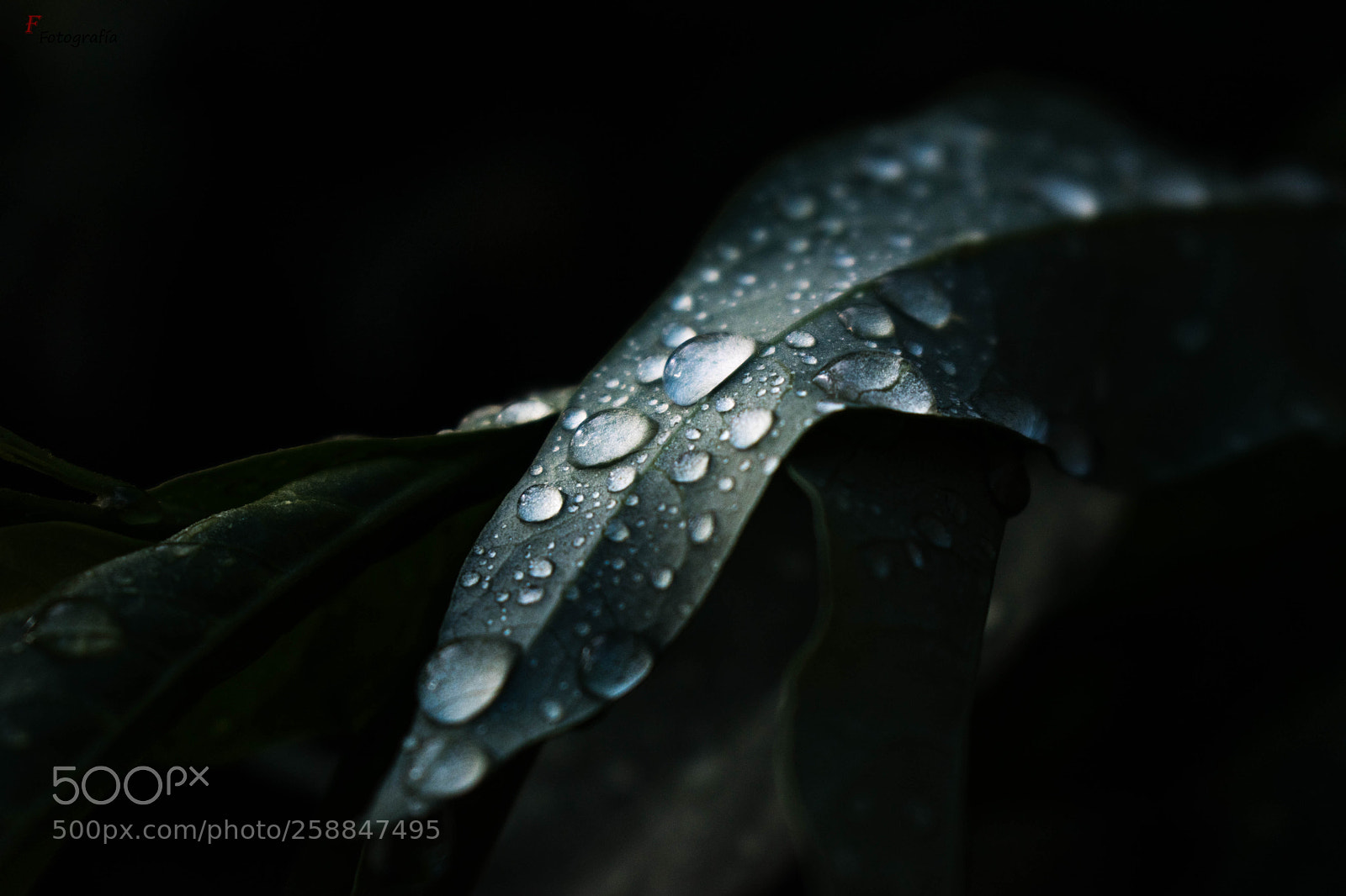 Nikon D5500 sample photo. Wet leaf photography
