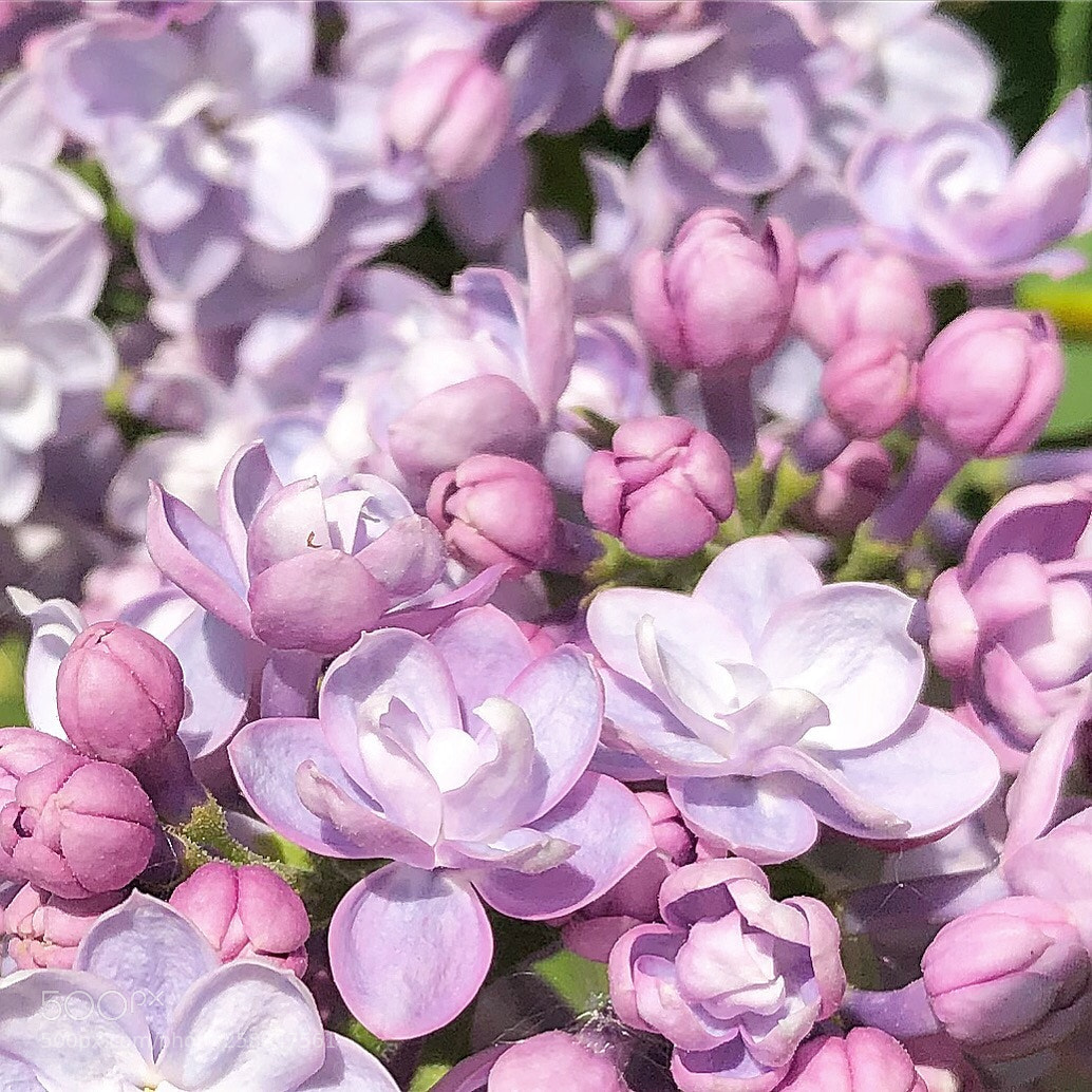 Apple iPhone 8 Plus sample photo. Springflower  photography