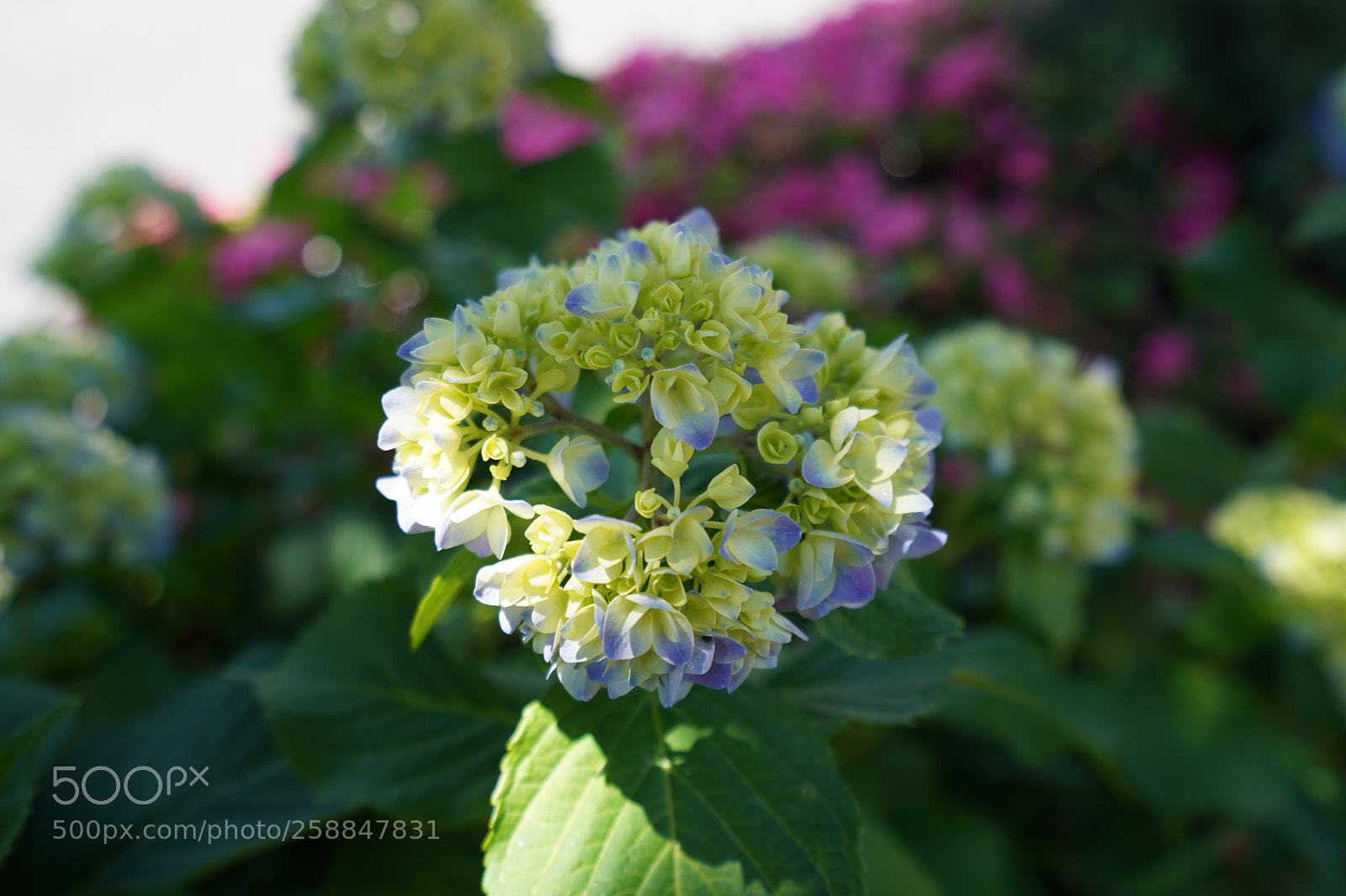 Sony a7 III sample photo. A blooming hydrangeas  photography