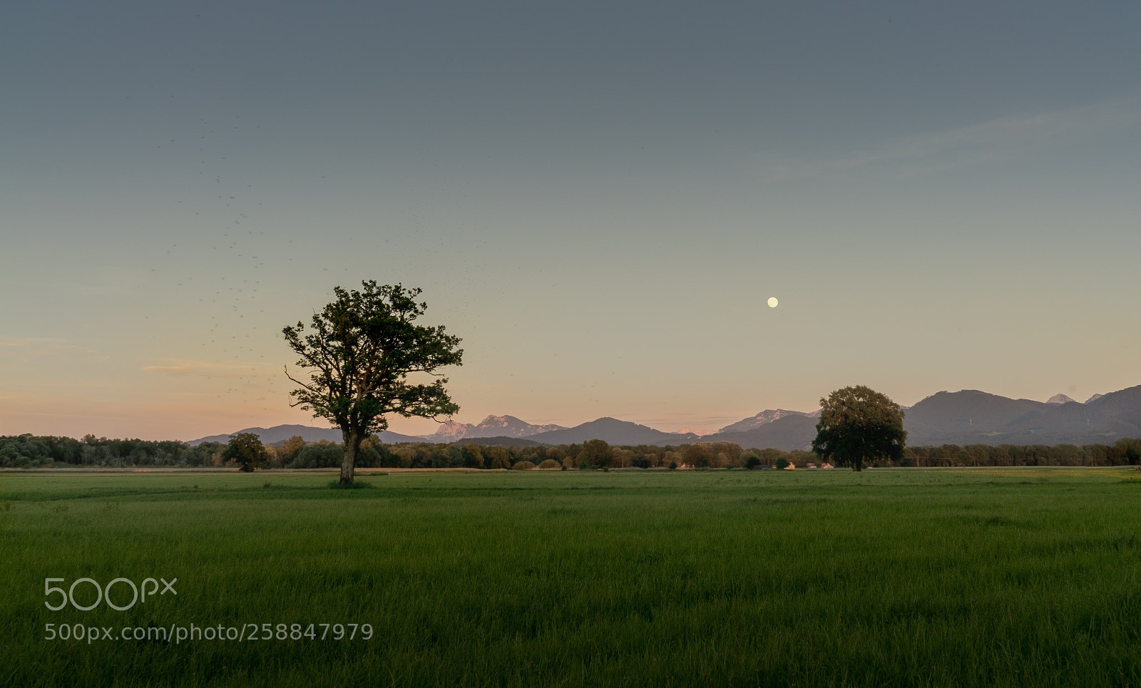 Sony a7 II sample photo. Lachsgang sunset stroll photography