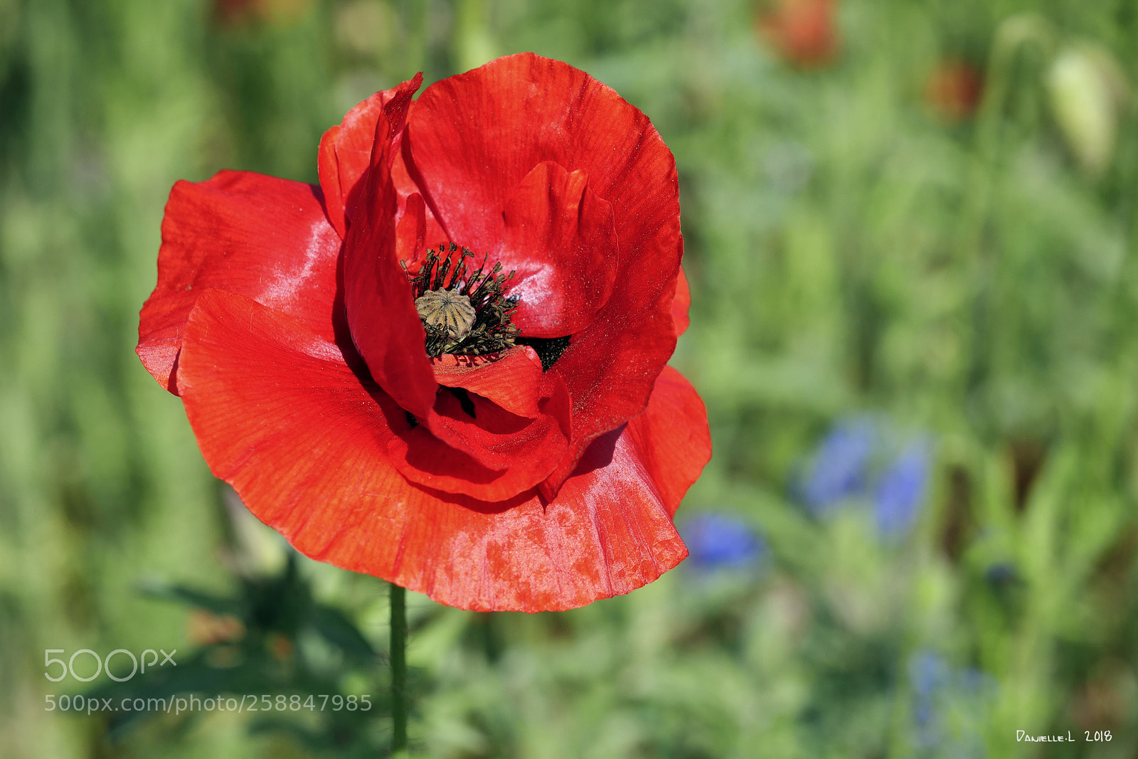 Panasonic Lumix DC-G9 sample photo. Coquelicot photography