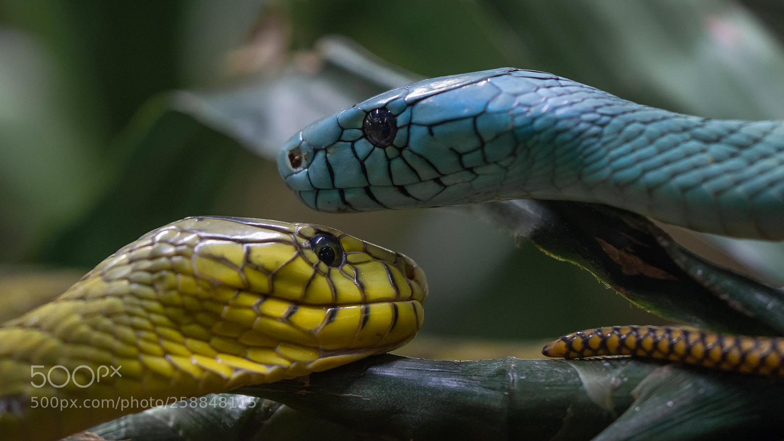 Olympus OM-D E-M1 sample photo. Mamba..... photography