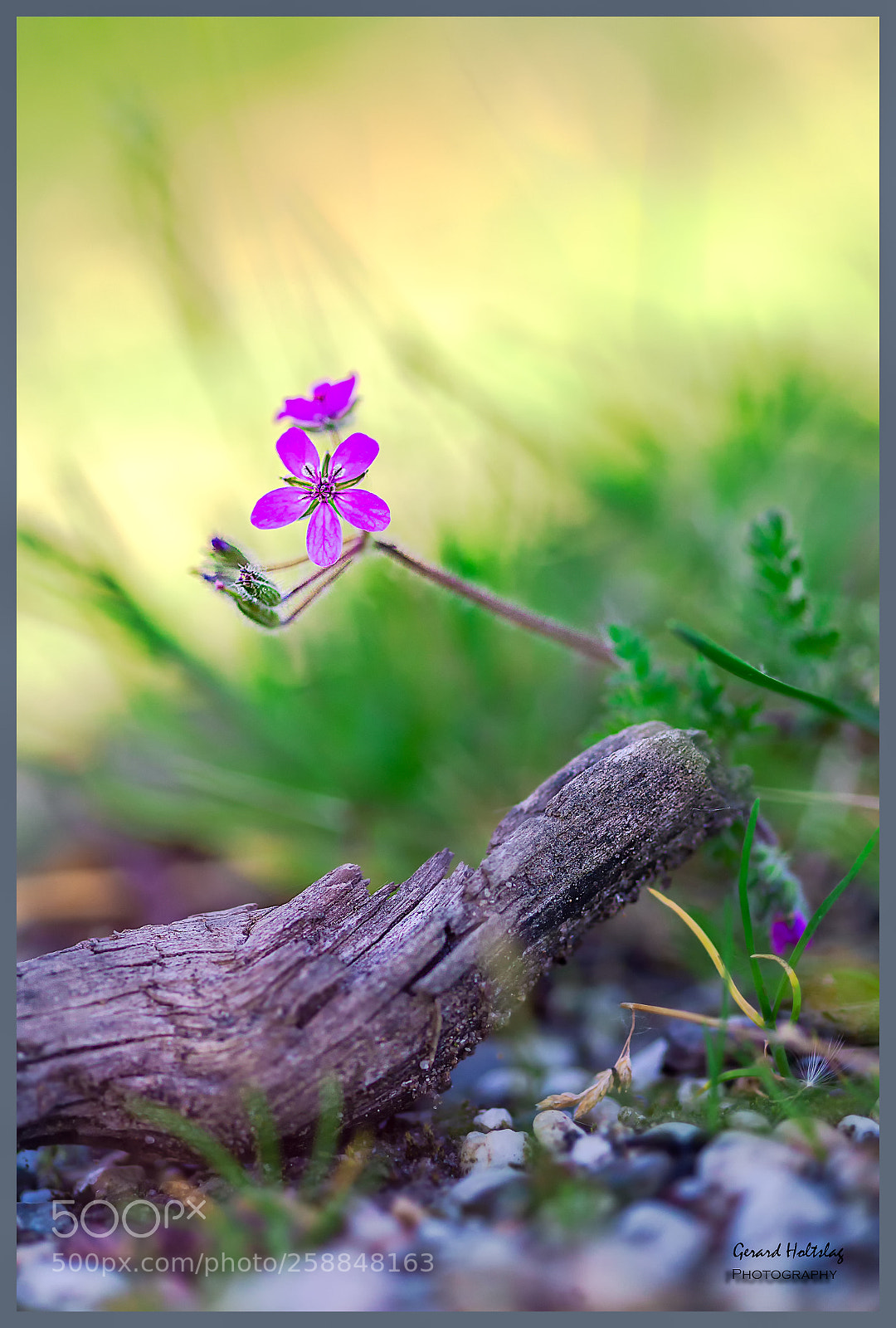 Canon EOS 6D sample photo. Tender photography