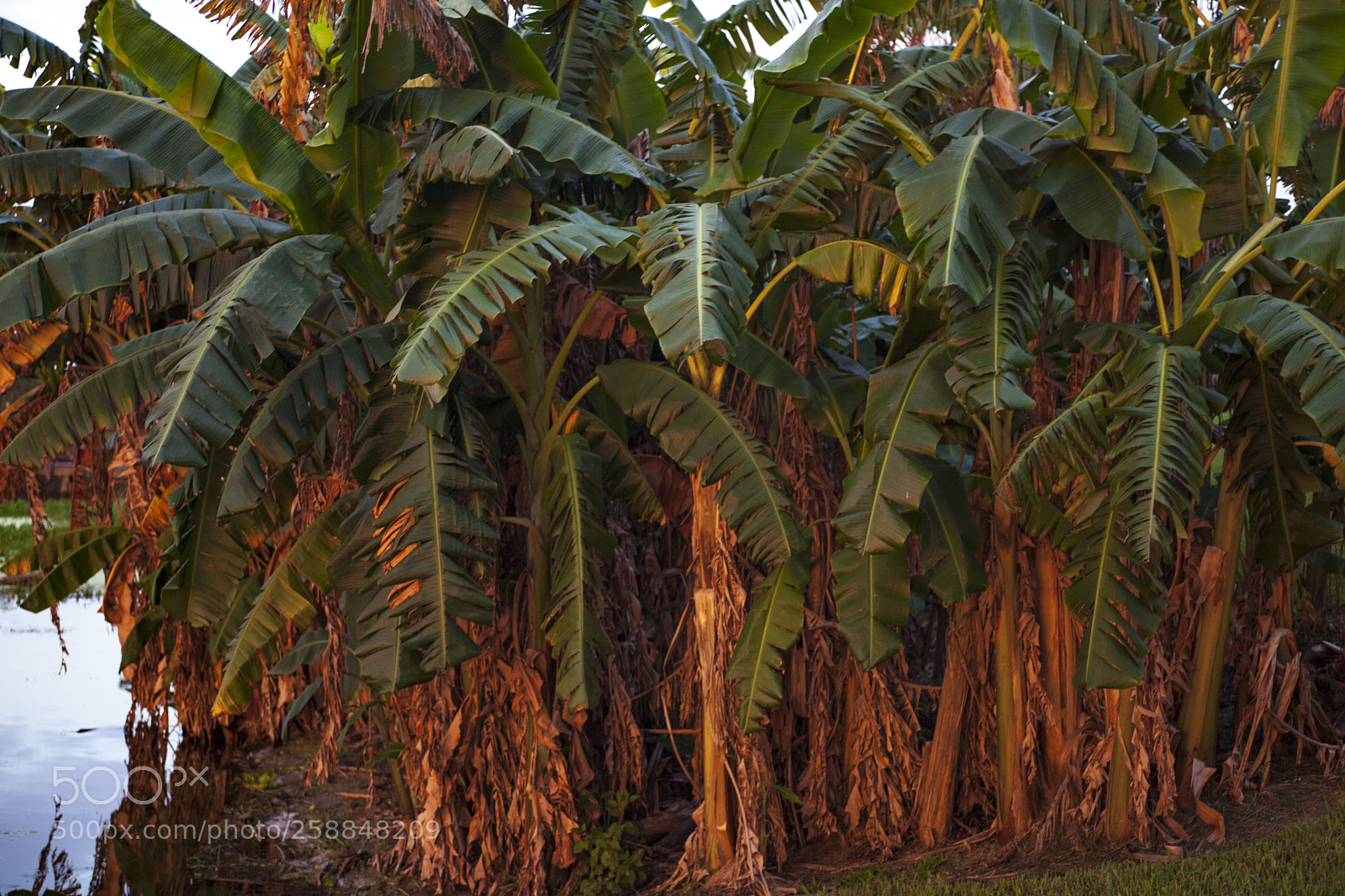 Canon EOS 5D Mark II sample photo. Mg photography
