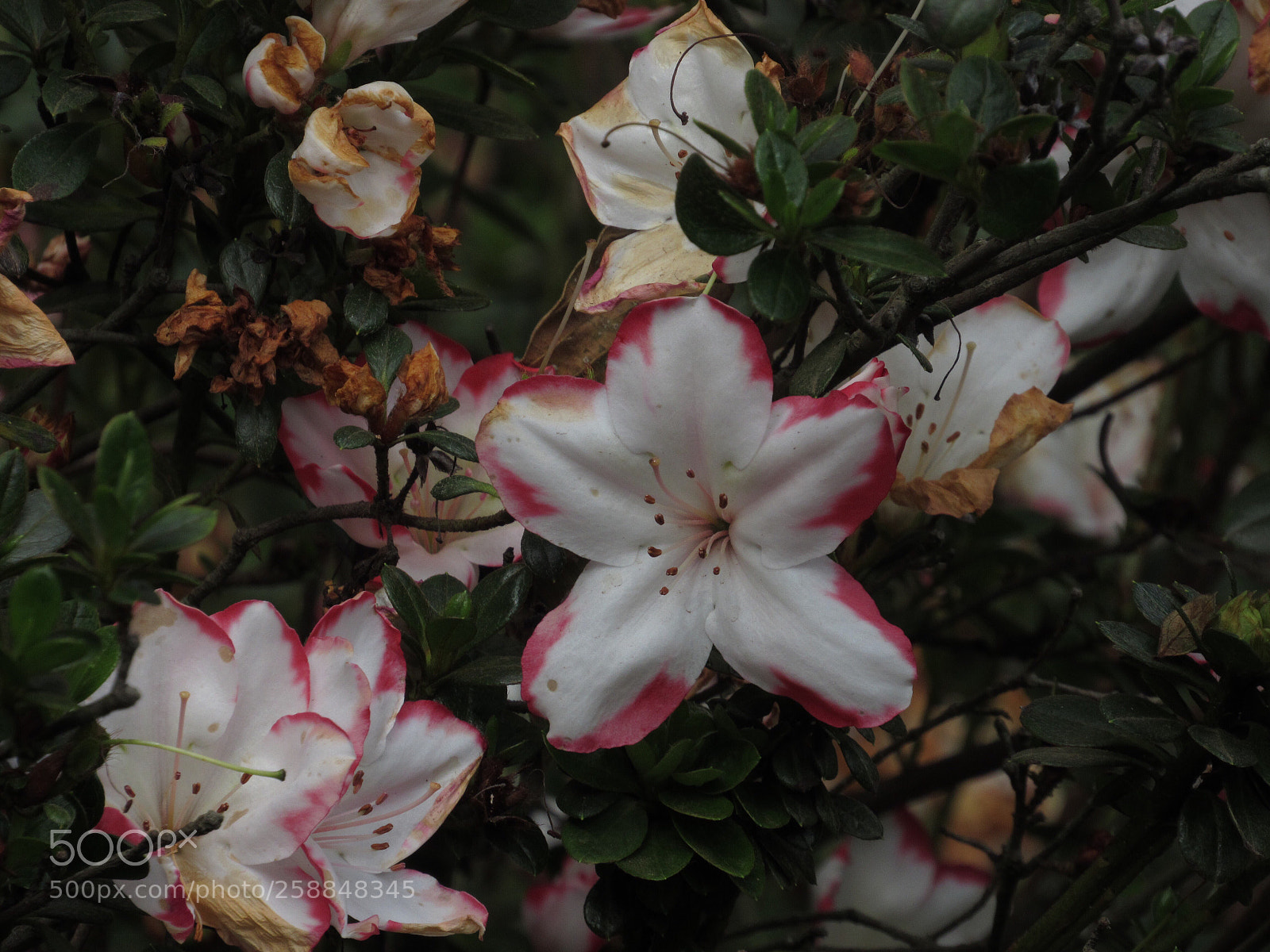 Canon PowerShot SX530 HS sample photo. Untitled photography