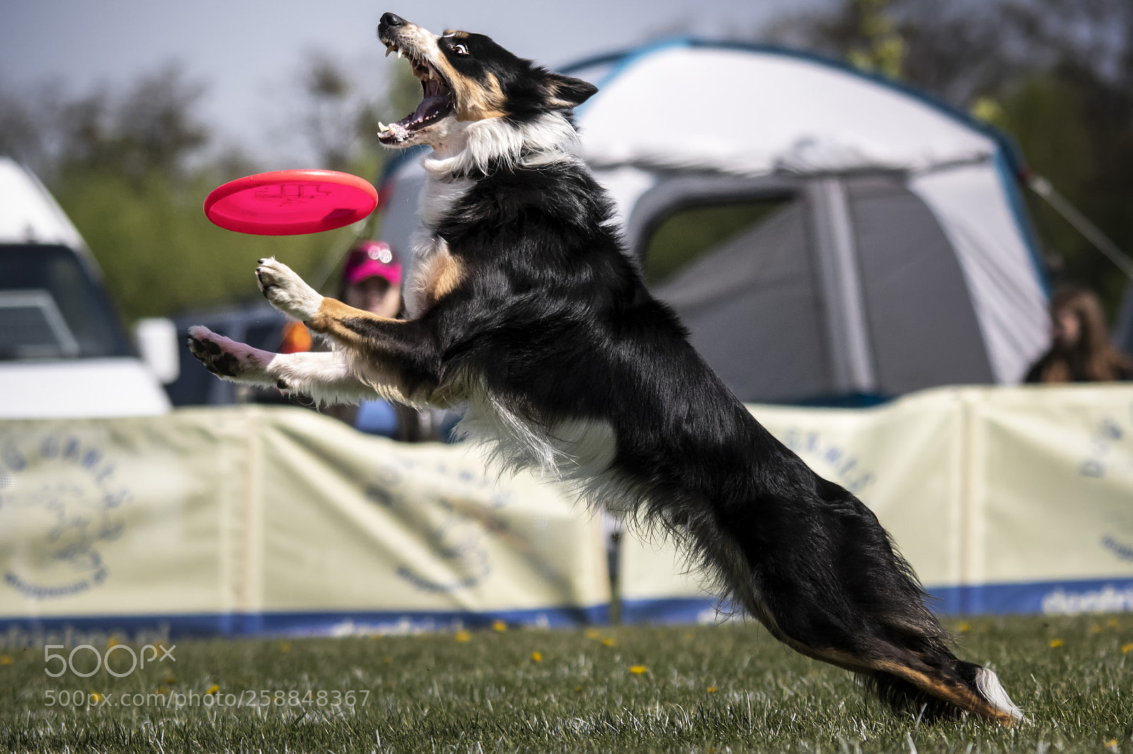Nikon D500 sample photo. Crazy catch photography