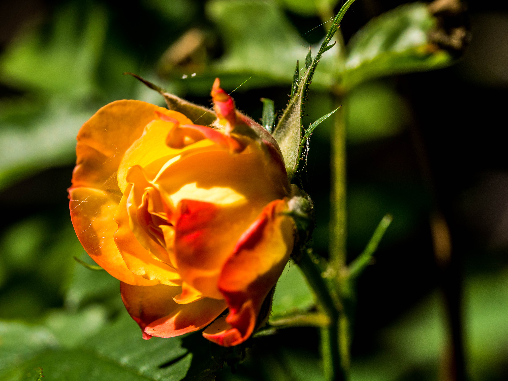 Panasonic DMC-G81 sample photo. Rose photography