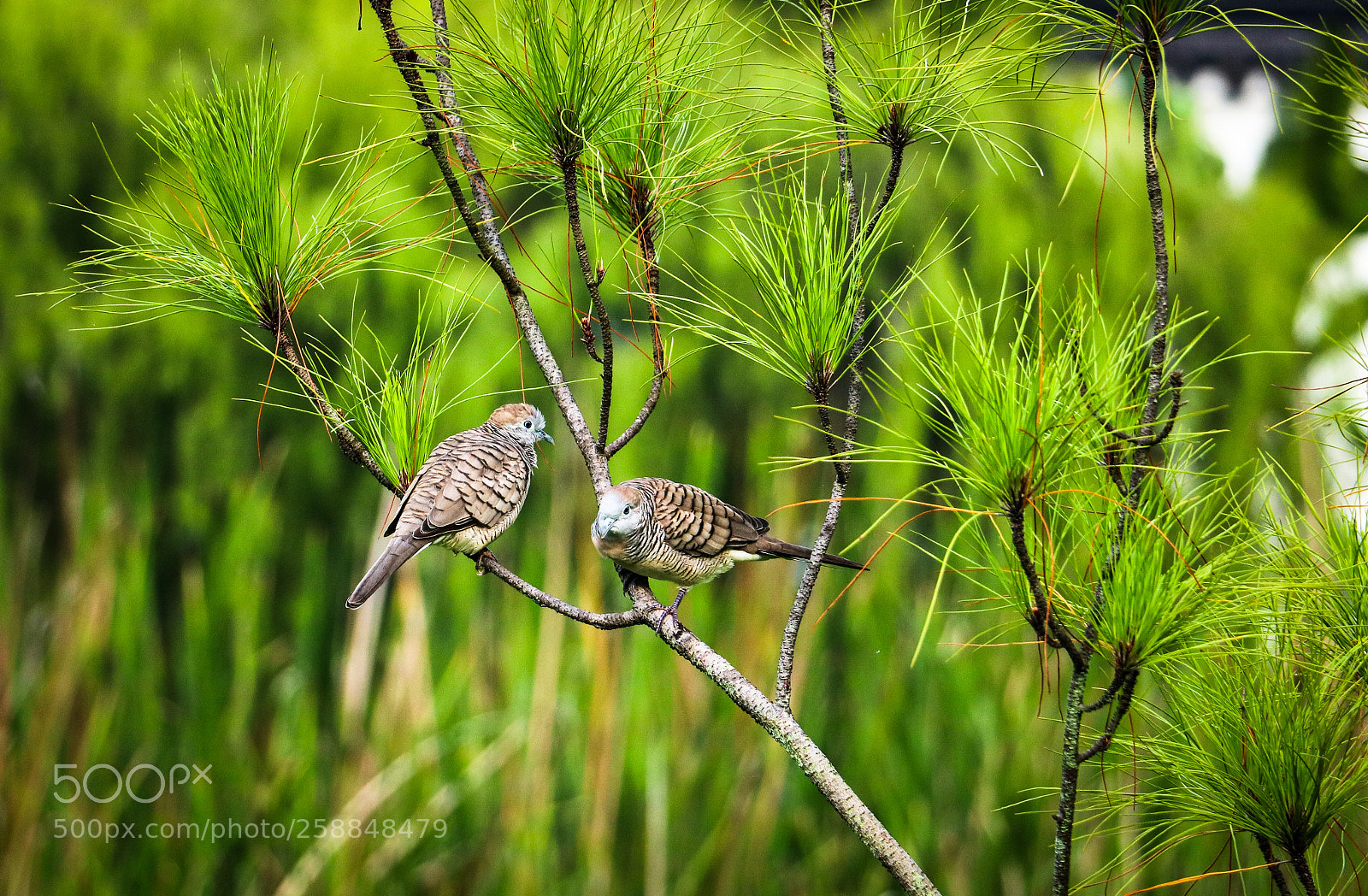 Canon EOS 750D (EOS Rebel T6i / EOS Kiss X8i) sample photo. Zebra doves photography