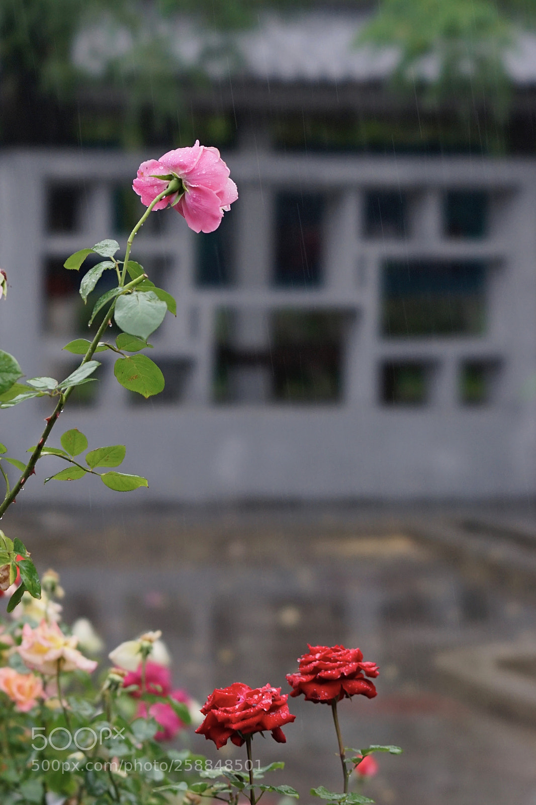 Sony a7 II sample photo. 雨蒙蒙 photography