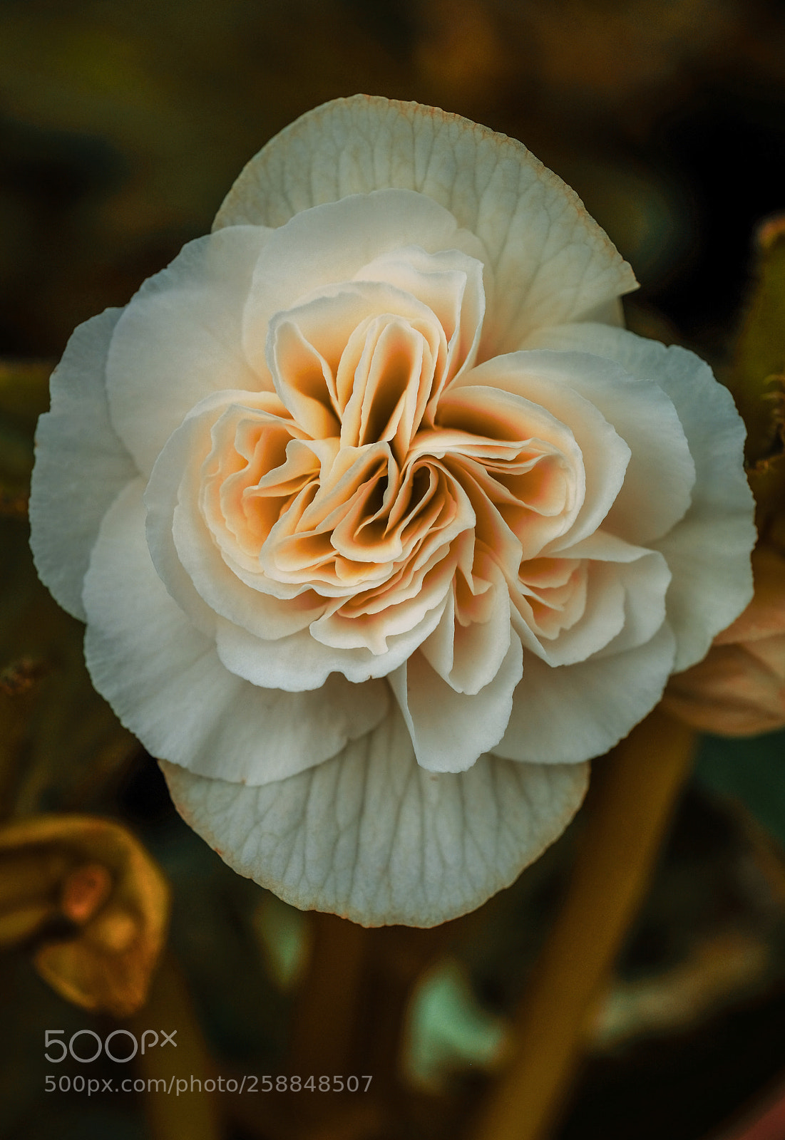 Fujifilm X-T2 sample photo. Rose photography