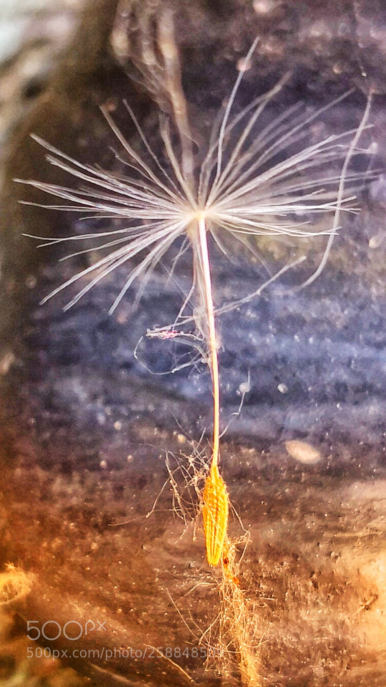 HUAWEI Mate 10 Pro sample photo. Untitled photography