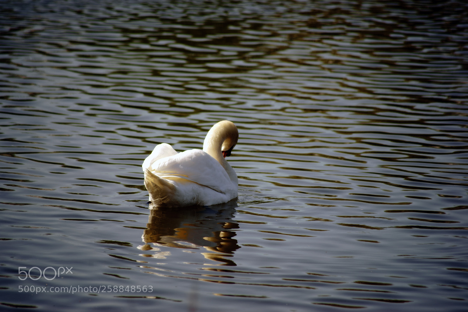 Sony a7 II sample photo. Swan is reflected in photography