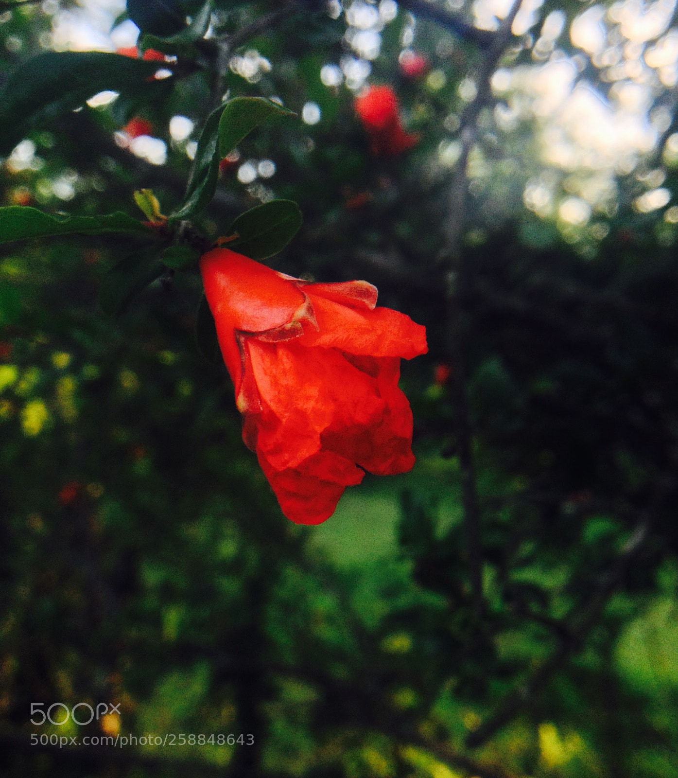 Apple iPhone 4S sample photo. Flower of
pomegranate photography