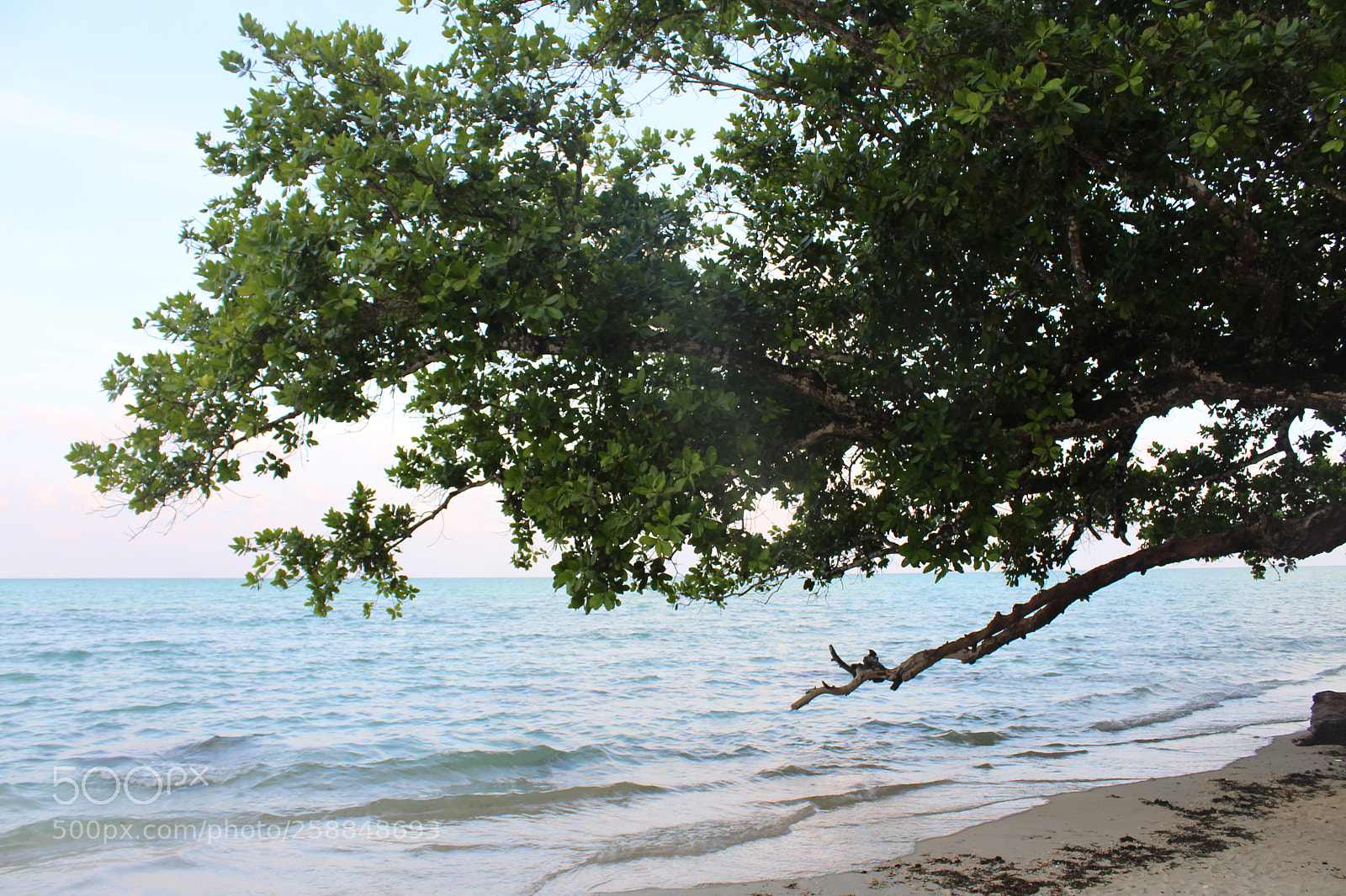 Canon EOS 700D (EOS Rebel T5i / EOS Kiss X7i) sample photo. Love the lonely tree ? photography