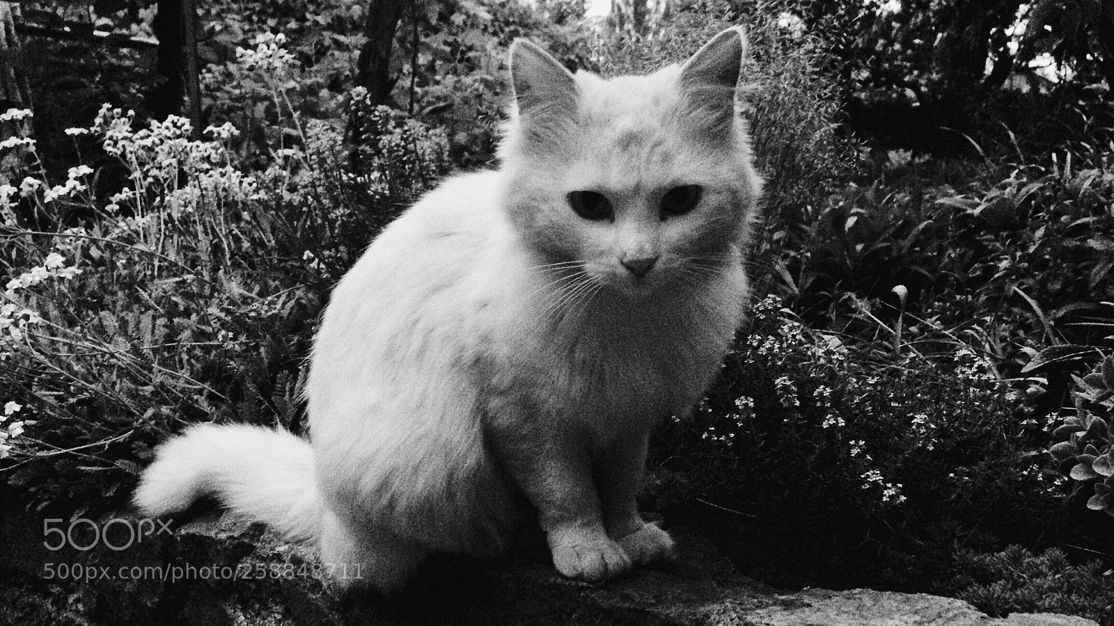 Apple iPhone 5s sample photo. Animal rights  photography