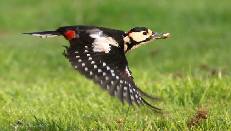 Canon EOS 7D Mark II + Canon EF 100-400mm F4.5-5.6L IS II USM sample photo. Greater spotted woodpecker ...flight photography