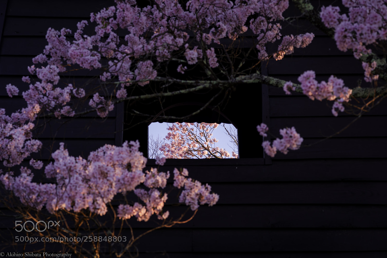 Pentax K-1 sample photo. Sakura photography