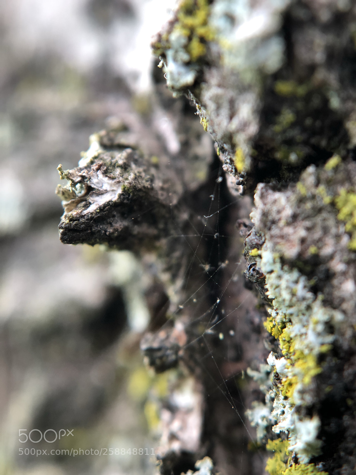Apple iPhone 8 Plus sample photo. Macro bark photography