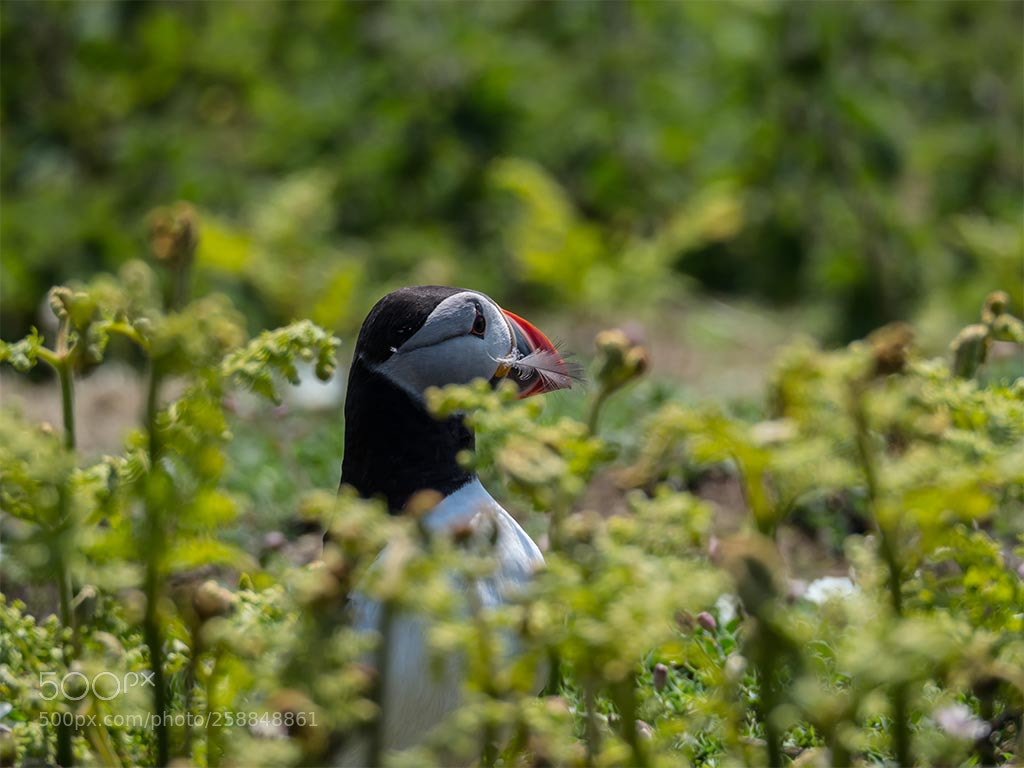 Olympus OM-D E-M1 Mark II sample photo. Puffin on skomer island photography