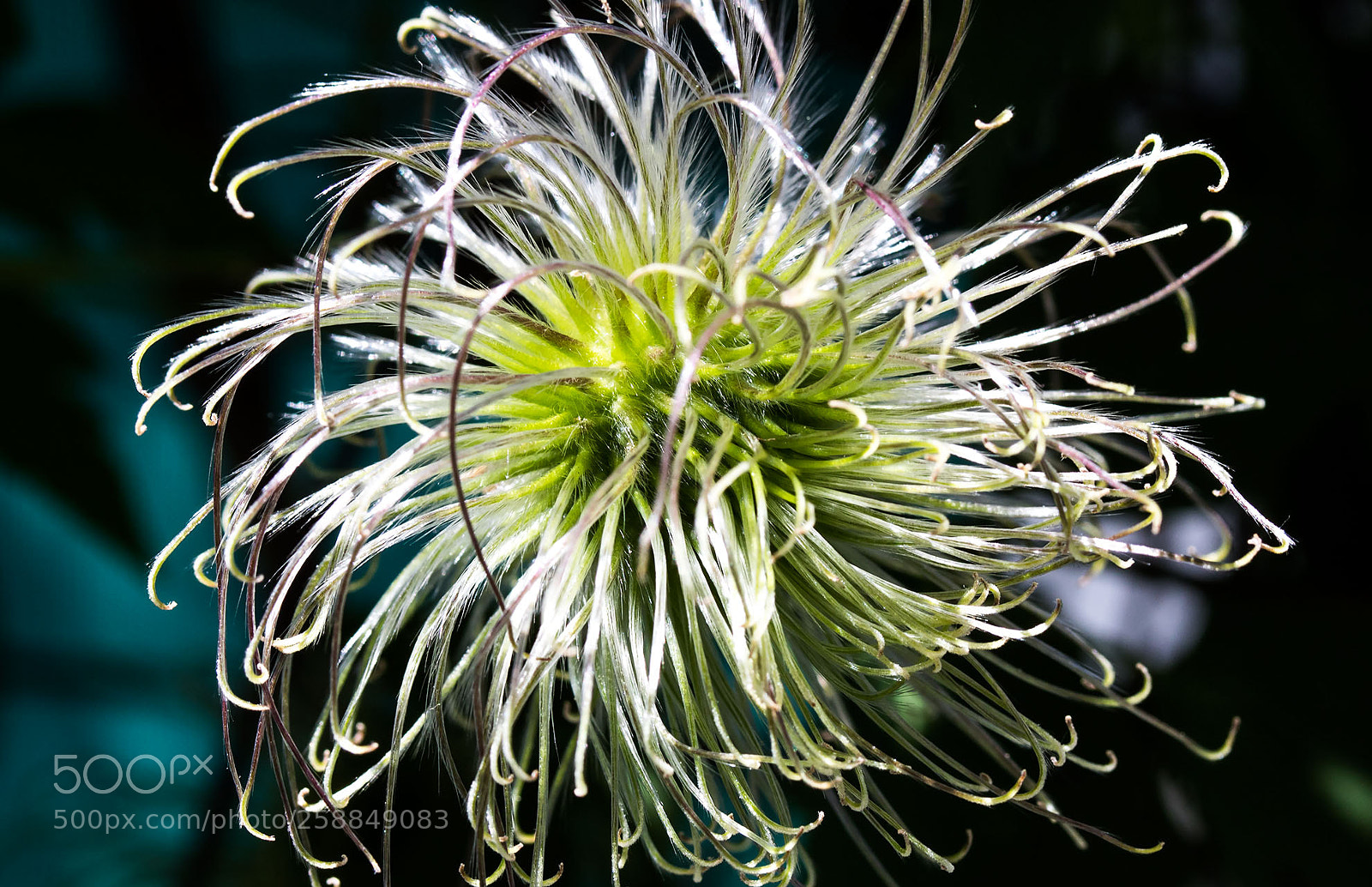 Canon EOS 750D (EOS Rebel T6i / EOS Kiss X8i) sample photo. Clematis montana photography