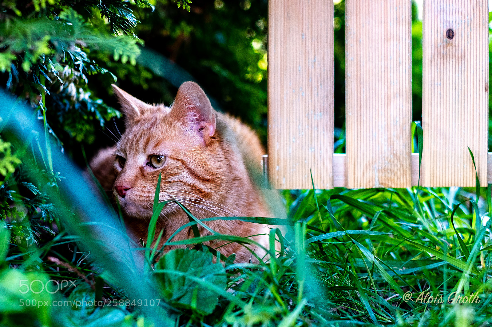 Fujifilm X-H1 sample photo. Howard photography
