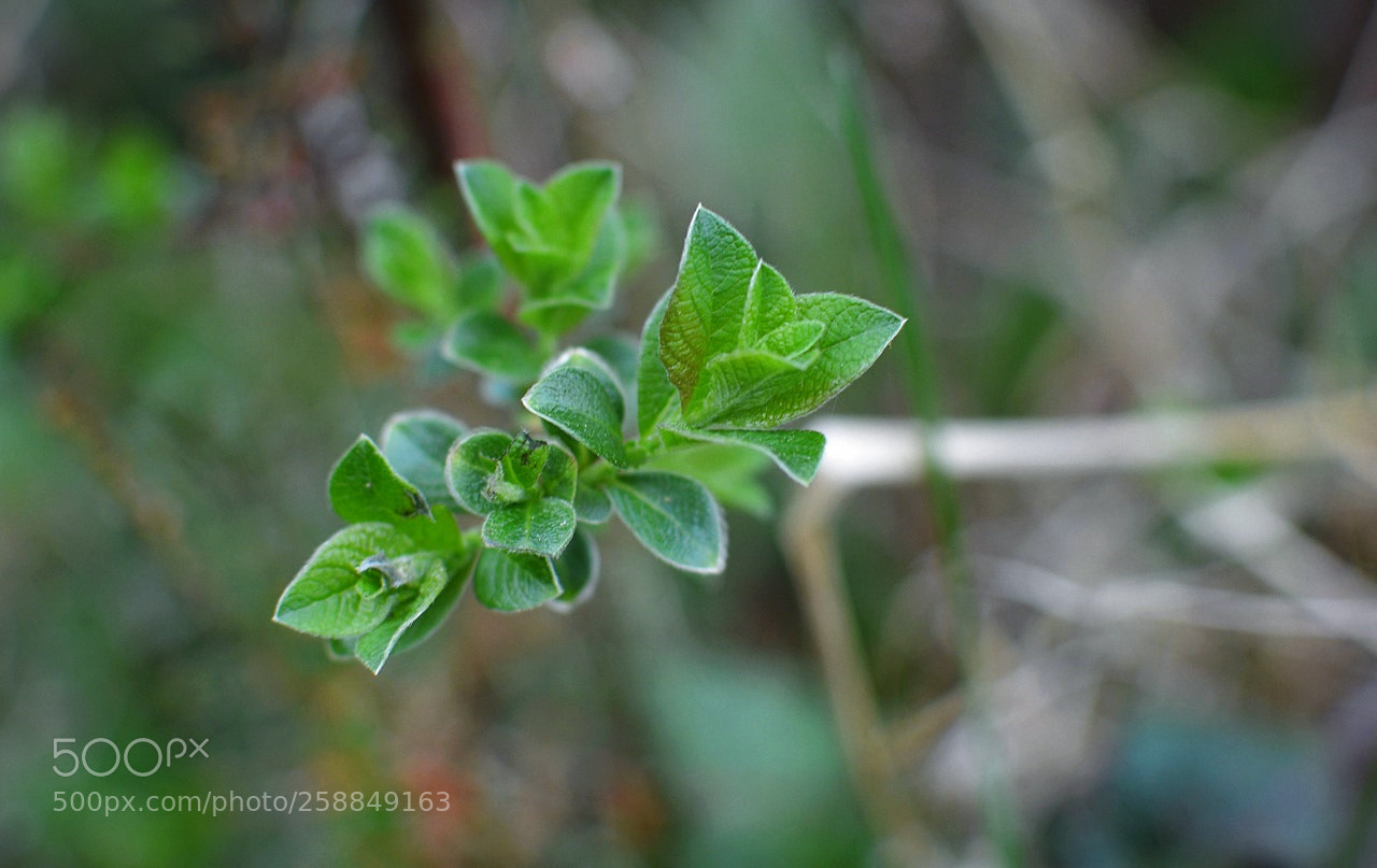 Nikon D3200 + Nikon AF-S DX Nikkor 35mm F1.8G sample photo. *** photography