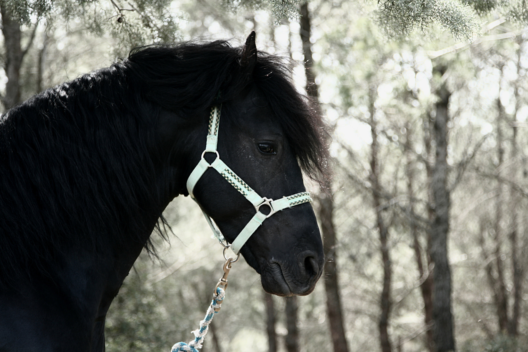 Canon EOS 400D (EOS Digital Rebel XTi / EOS Kiss Digital X) sample photo. The horse photography