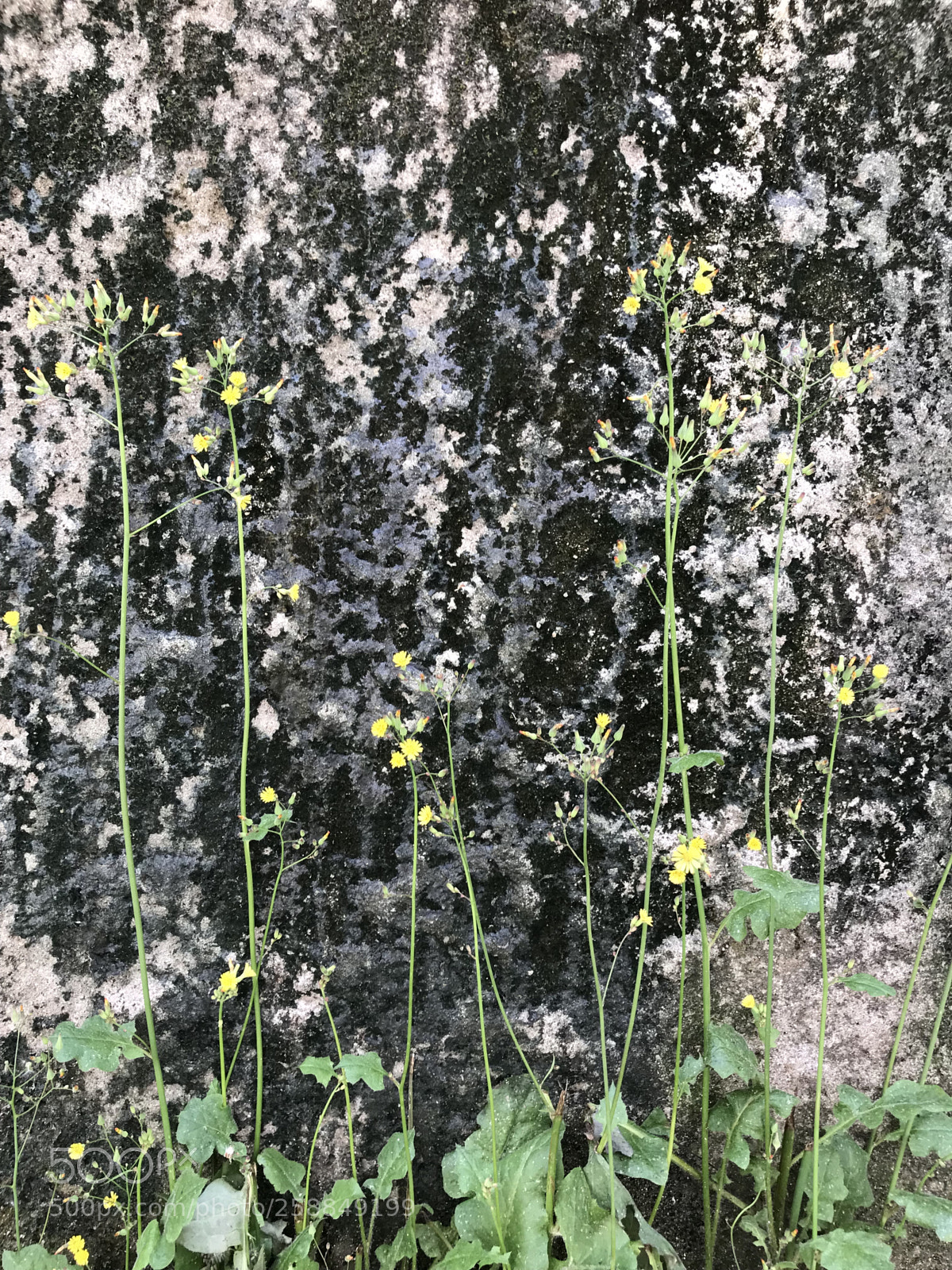 Apple iPhone 7 sample photo. 문래동 철공소 골목길 photography