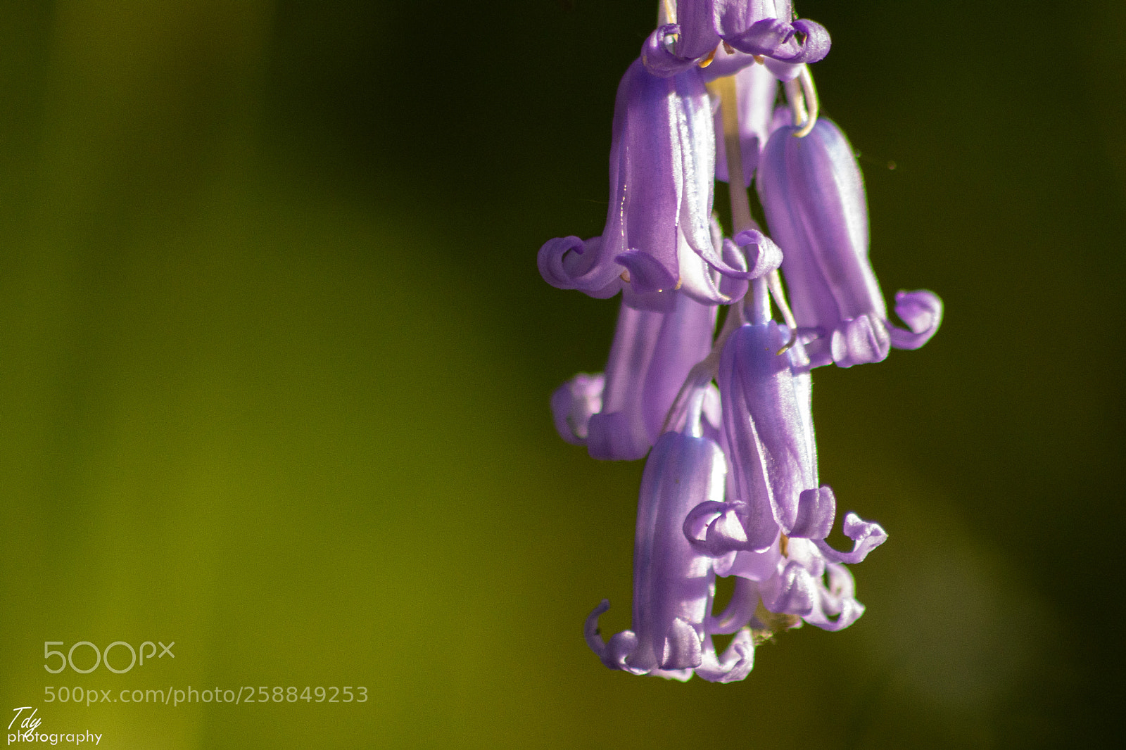Canon EOS 750D (EOS Rebel T6i / EOS Kiss X8i) sample photo. Bluebell in the lasts photography