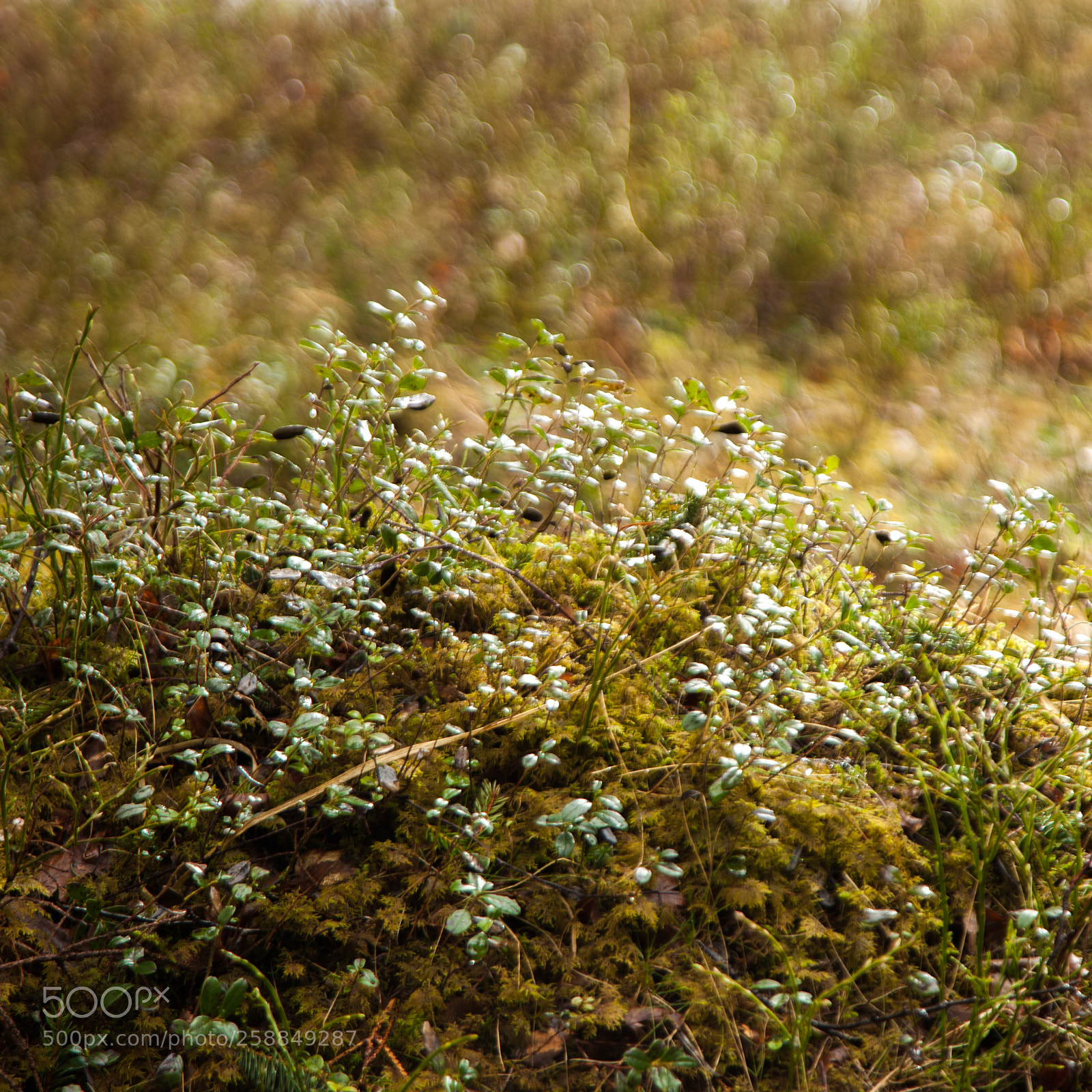 Canon EOS 5D Mark II sample photo. Bush blush photography