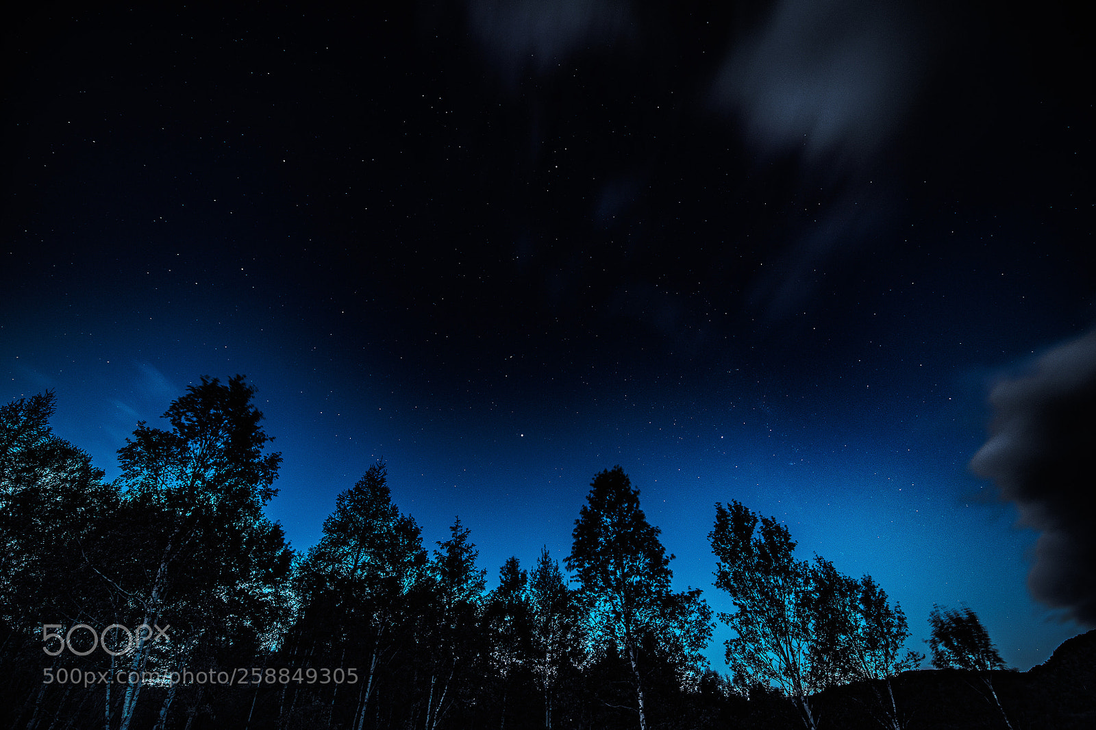 Nikon D850 sample photo. Forest under night sky photography