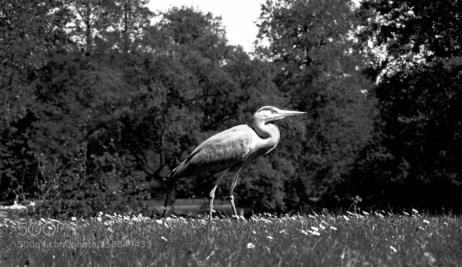 Nikon D5200 sample photo. Heron photography