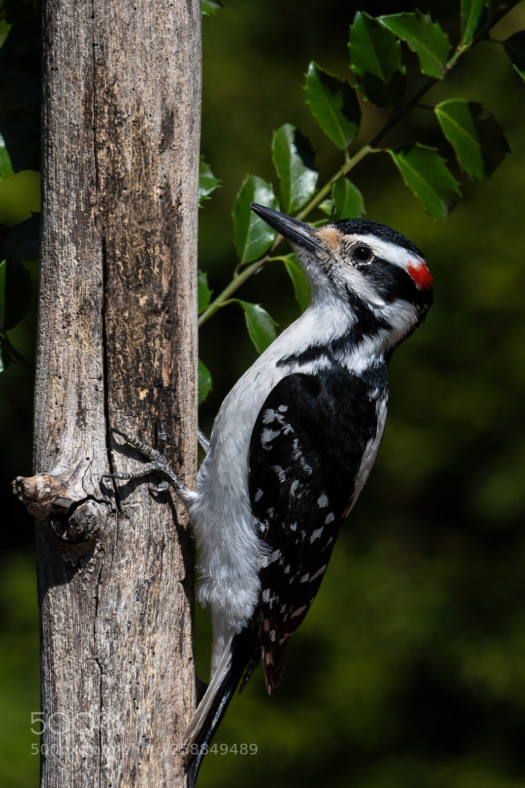 Nikon D850 sample photo. Hairy woodpecker photography