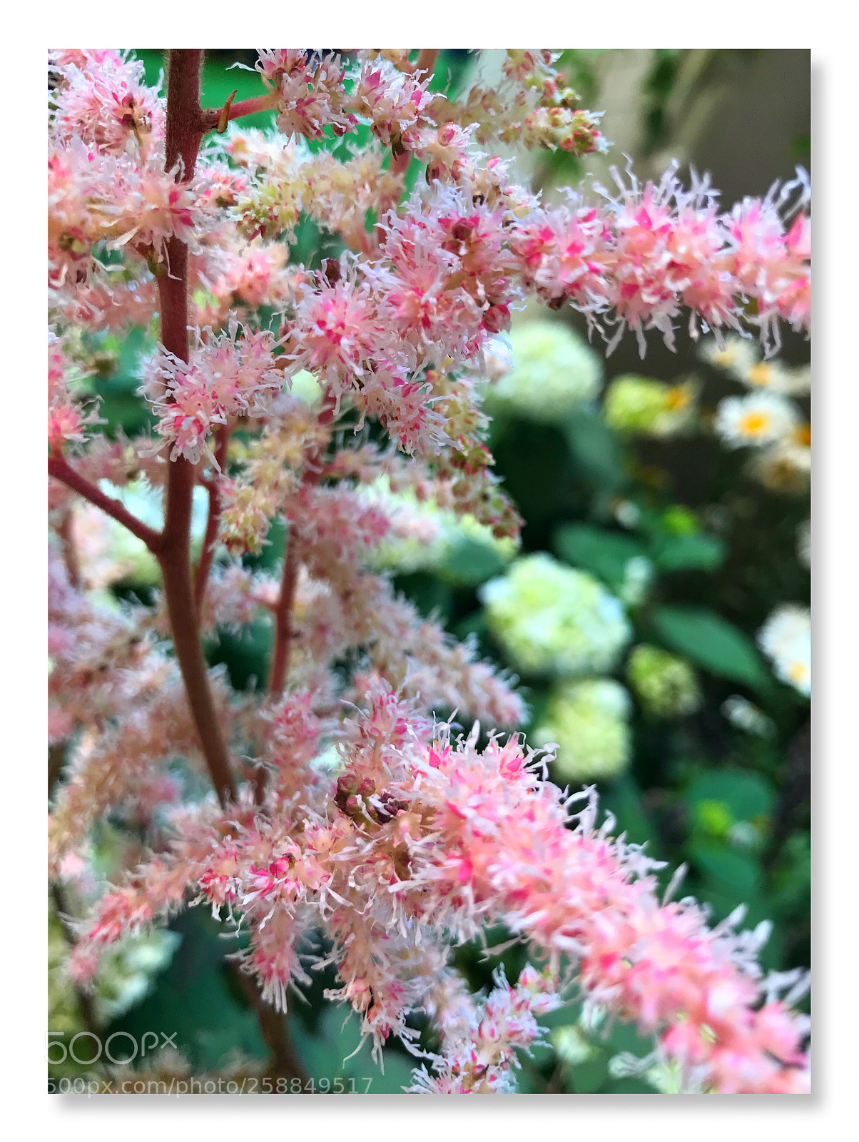 Apple iPhone 7 sample photo. Astilbe photography