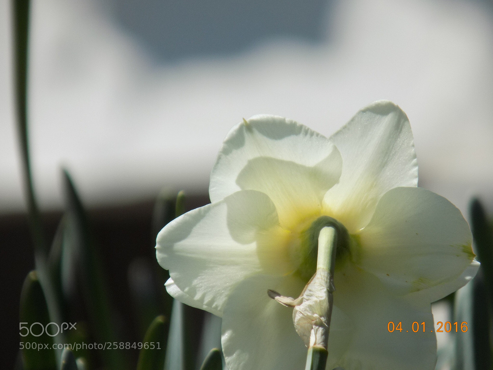 Nikon COOLPIX L340 sample photo. Untitled photography